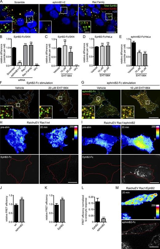 Figure 4. Rac is not required for endocytosis of soluble EphB2-Fc. (A) Representative images showing the effects of siRNA depletion of Rac subfamily on EphB2-Fc endocytosis in ephrinB+ SKN cells. SKN cells were treated with indicated siRNAs before stimulation with fluorescently labeled, preclustered EphB2-Fc, fixed without permeabilization, and stained against Fc (surface EphB2, shown in red or yellow in the merge). Internalized vesicles appear as green puncta (total EphB2-Fc) within the vicinity of SKN nuclei (H2B channel, shown in blue). Bars: 10 µm; (inset) 2.5 µm. (B) Quantification of A, including Rac1 single depletion and hFc negative control. Images were analyzed with CellProfiler. Results are shown as mean ± SE (n = 4–6 independent experiments, >408 cells per condition per experiment, data normalized to median scramble value per experiment); ns, not significant; **, P < 0.01; ***, P < 0.001, one-way ANOVA with Dunnett’s post hoc test. (C) Quantification for effect of Rac inhibitor EHT1864 versus vehicle control on EphB2-Fc endocytosis in ephrinB+ SKN cells. Experimental design, analysis, and statistics are as described in A and B (n = 4–8 independent experiments, >345 cells per condition per experiment, data normalized to median vehicle value per experiment); statistics are as described in B. (D) Quantification of the effect of Rac inhibitor EHT1864 versus vehicle control on EphB2-Fc endocytosis in HeLa cells overexpressing ephrinB1-mCherry. Cells were stimulated with fluorescently labeled, preclustered EphB2-Fc fixed without permeabilization and immunostained against Fc (surface EphB2). Cells were imaged and manually scored for internal vesicles. Results shown as mean ± SE (n = 3–5 independent experiments, 29–128 cells per condition per experiment); statistics are as described in B. (E) Quantification of the effect of Rac inhibitor EHT1864 versus vehicle control on ephrinB2-Fc endocytosis in HeLa cells overexpressing EphB2-mCherry. Cells were stimulated with fluorescently labeled, preclustered ephrinB2-Fc or hFc, fixed, stained, and analyzed as in D (n = 3–5 independent experiments, 42–64 cells per condition per experiment, data normalized to median vehicle value per experiment); statistics are as described in B. (F and G) Representative images from D and E, respectively. Cell boundary outlined by blue border. Internalized vesicles appear as green puncta, distinct from surface signal (appears as yellow). Bars: 10 µm; (inset) 2.5 µm. (H and I) Representative images for Rac activation using RaichuEV Rac1 FRET biosensor either in wild-type (WT; H) or ephrinB2+ (I) HeLa cells after stimulation with EphB2-Fc. Cells were imaged before and 20 min after fluorescently labeled, preclustered EphB2-Fc stimulation. Top panels show pseudocolor intensity code. Bottom panel shows accumulation of EphB2-Fc; the cell boundary is outlined by a dashed red border. Bars, 10 µm. (J and K) Quantification of the relative difference in Rac activation between WT and test conditions (ephrinB2+ or EphB2+ cells) 20 min after stimulation with either EphB2-Fc (J) or ephrinB2-Fc (K), respectively. Results are shown as mean ± SE (n = 15–19 cells per condition, data relative to prestimulation time point per each condition); **, P < 0.01; Student’s t test. (L) Increase in Rac activity in EphB2+ and ephrinB1+ cells stimulated with ephrinB2-Fc or EphB2-Fc, respectively, relative to the extent of endocytosis (calculated from total fluorescent signal). Results are shown as mean ± SE (n = 15–19 cells per condition); ***, P < 0.001, Student’s t test. (M) Representative images for Rac activation using RaichuEV Rac1 Fret biosensor in EphB2+ HeLa cells after 20-min exposure to fluorescently labeled, preclustered ephrinB2-Fc. Fig. S3 B shows both prestimulation and the 20-min time point for comparison. Top panel shows pseudocolor intensity code. Bottom panel shows accumulation of ephrinB2-Fc; the cell boundary is outlined by a dashed red border. Bar, 10 µm.
