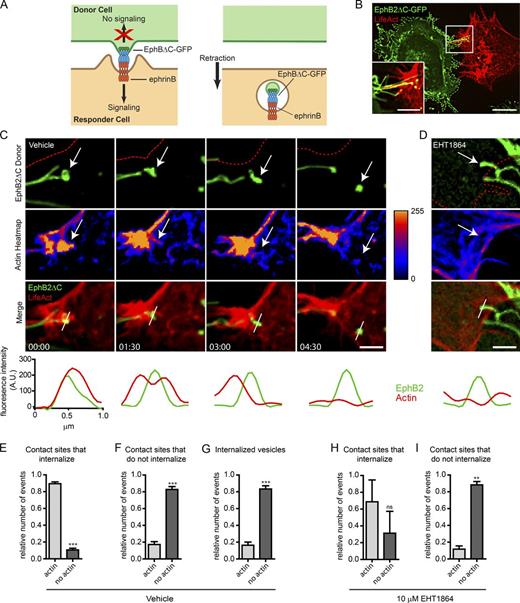 Figure 1. Rac-dependent actin polymerization during EphB2 trans-endocytosis. (A) Model of unidirectional EphB2 trans-endocytosis from donor cell into ephrinB+ responder cell. Interaction between ephrinB and signaling-deficient EphBΔC (cytoplasmic domain replaced by GFP) leads to ephrinB–EphB clustering (left) and vesicle formation containing receptor–ligand complexes and donor cell membrane in the ephrinB+ cell (right), enabling cell retraction (Marston et al., 2003; Zimmer et al., 2003). (B) Representative image showing EphB2ΔC-GFP (green) trans-endocytosis into an ephrinB+ SKN cell overexpressing LifeAct-mCherry (red). Cells were co-cultured and imaged live once contact occurred. EphB2ΔC-GFP+ vesicles (green and yellow puncta) can be seen in the SKN cell. Maximum projection of deconvolved images. Bars: 25 µm; (inset) 10 µm. (C and D) Time-lapse images of EphB2ΔC trans-endocytosis into ephrinB+ SKN cells overexpressing LifeAct-mCherry treated with either vehicle (C) or 10 µM EHT1864 (D; only 4-h time point shown, full time series in Fig. S1 D). Cells were co-cultured and images acquired every 90 s. Top row, EphB2 channel (red outline indicates SKN cell border); second row, heatmap for fluorescence intensity from LifeAct channel. Arrow tracks vesicle from contact point to internalization. (Bottom) Line graphs of fluorescence intensity for LifeAct (red curves) and EphB2 (green curves) measured across contact point and subsequent vesicle, as indicated by the white bar in the merge row. Maximum projection of deconvolved images. Bar, 1 µm. Elapsed time shown as minutes:seconds. (E–G) Quantifications from C. Fractions of colocalization of LifeAct with EphB2ΔC-GFP at contact sites that either lead to vesicle formation (E) or do not (F). (G) Fractions of colocalization of LifeAct with internalized EphB2+ vesicles tracked from contact. To ensure proper separation from filopodia, vesicle-actin colocalization was determined 3 min after scission was first observed. Data are presented as mean ± SE (n = 5 independent experiments; 4–10 cells per experiment, each with multiple events recorded); ***, P < 0.001, Student’s t test. (H and I) Quantifications of D and Fig. S1 B. Similar to analysis described in E and F, except EHT1864-treated responder cells were used. Data represent mean ± SE (n = 3 independent experiments; 9–10 cells per experiment, each with multiple events recorded). ns, not significant; **, P < 0.01, Student’s t test.