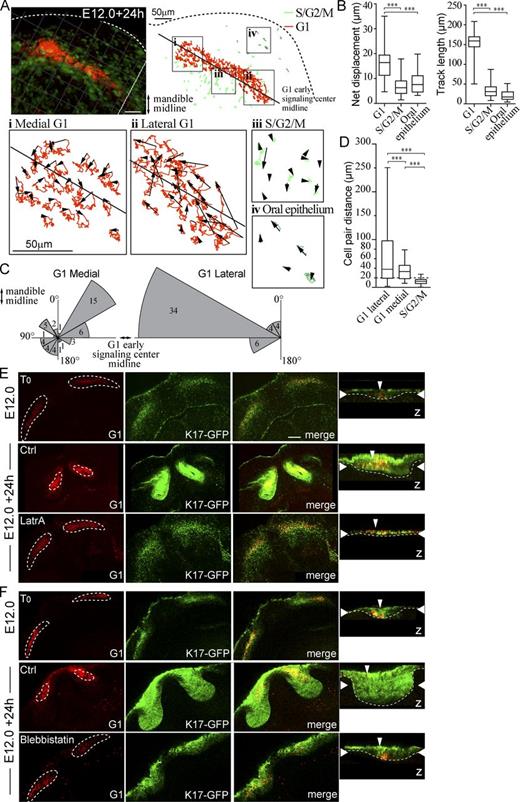 Figure 4. Differential cell migration contributes to early signaling center condensation. Live confocal fluorescence microscopy of Fucci transgenes in mandibular whole-mount explant was used to characterize cell movement during placode formation. Explants were imaged at E12.0 + 24 h, and movement of placode cells, adjacent S/G2/M population, and cells of the oral epithelium was tracked. (A) Cell tracks in a representative incisor in four locations: (i) medial G1, (ii) lateral G1, (iii) S/G2/M in close proximity to the early signaling center, and (iv) S/G2/M in the oral epithelium. (B) Quantification of net displacement and track length showed significantly higher values in G1 early signaling center cells (medial and lateral populations together) compared with the adjacent S/G2/M and oral epithelial cells (Student’s t test, ***, P < 0.001; nareas = 5 and ncells = 30; data shown are means ± SD). The early signaling center G1 cells exhibited higher motility with respect to other epithelial cell populations. (C) G1 cell movement angles showed persistent directional movement by the lateral cells toward the mandible midline. Medial G1 cells, in contrast, moved toward the center of the early signaling center. (D) Movement of G1 cell pairs within the forming signaling center and S/G2/M cells in the placode were studied. Cells were followed by live imaging for 24 h (E12.0 onward), and cell pairs, initially ≤15 µm distance from each other, were traced (ncell pairs = 32 in nplacodes = 3). The pairwise comparison revealed that placode cells switch their neighbors frequently in both medial and lateral populations (Student’s t test, ***, P < 0.001; mean cell pair distances = 37.7, 25.2, and 12.6, respectively). The lateral G1 pairs end at longer distances apart from each other. In contrast, S/G2/M cells retained their original neighbors. Box and whisker plot represented as minimum, 25th percentile, median, 75th percentile, and maximum values for each dataset. (E) Latrunculin A (8 µM) was applied to K17-GFP;Fucci G1 explants at E12.0 followed by 24-h culture. Initially G1 cells were distributed along the dental lamina. After 24-h control treatment, G1 cells were observed in a condensed area focus in the anterior part of the K17-GFP positive bud, similar to E13.0 incisors (compare to Fig. S1). In latrunculin A-treated explants, morphogenesis was arrested at placode stage: the signaling center did not change shape, and no invagination of the epithelium was seen. (F) As with LatrA treatment, early signaling center G1 cells stayed dispersed in samples treated with blebbistatin (100 µM), and budding morphogenesis was abrogated. Narrow vertical arrowheads indicate the position of the early signaling center and wide horizontal arrowheads show the xy optical section position in the orthogonal section. Bars, 50 µm.