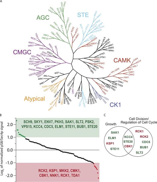 Figure 3. Kinase overexpression screen to identify entities responsible for Sec4p phosphorylation. (A) Tree view of all 127 kinases/predicted kinases used in this study. (B) Summary of kinase overexpression screen with each point representing results from a single kinase assay. Kinases are ordered from most positive increase to most negative decrease in Sec4p phosphorylation relative to the total Sec4p signal (Table S1). Significance was assessed as a deviation from control of twofold (log2 = 1). (C) Gene ontology (SGD Gene Ontology Term Finder) of kinases that significantly affect Sec4p phosphorylation.