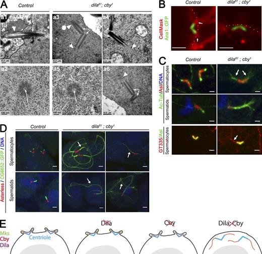 Figure 7. Aberrant centriolar extension is observed in male germ cells in the absence of the ciliary cap. (A) Transmission EM analysis of spermatocyte cilia. In control late spermatocytes, centrioles (arrow) are docked to the membrane and cilia (arrowhead) extend at the cell surface. In dila81; cby1 mutants, centrioles (arrows) do not dock to the membrane (a3, a4, and a6) and microtubules extend from the centrioles (arrowheads). The centrioles are apparently unaffected and show the central tubule (a2 and a5, arrows). (B) Live imaging of Drosophila spermatocytes labeled with CellMask showing the centrioles (Ana1::GFP) docked to the plasma membrane protruding at the ciliary cap (white arrows) in control cells. The centrioles are present in an inverted orientation under the plasma membrane (dashed line) and not extending a ciliary cap. (C) Squashed spermatocytes and spermatids showing acetylated-tubulin extension (arrows) of the centrioles in double mutants compared with control. Aberrant microtubule extensions are also glutamylated (arrow, GT335 antibody). (D) Confocal imaging of squashed testes showing aberrant extensions of centrioles (arrows) in spermatocytes and spermatids. CG6652::GFP only labels the axoneme and no other microtubules in testes. (E) Scheme summarizing the roles of Cby and Dila in TZ and cilia assembly in Drosophila spermatocytes. Removal of Dila does not affect TZ components (see Fig. S3). The absence of Cby mildly affects MKS protein recruitment. Removal of both completely disorganizes TZ assembly and ciliary cap formation. The absence of ciliary cap is associated with aberrant and premature axonemal extension in spermatocytes. Bars, 2 µm (B–D).