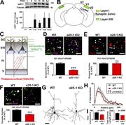 Figure 1. Impaired synaptic connectivity in α2δ-1–deficient cortex. (A) Top: Western blot of α2δ-1 expression from WT cortex and hippocampus from postnatal day (PND) 1 to adult. Tubulin: loading control. Bottom: α2δ-1 expression as fold change from P1 (n = 3 mice per age). (B) Diagram of a mouse coronal brain slice including area V1. Layer I is the S/Z where IHC analyses were performed. Dendrites from this region are primarily from neurons whose cell bodies reside in LII/III. (C) Schematic of excitatory synaptic input to area V1. (D) Top: IHC images of pre- (VGluT1), post- (PSD95), and colocalized (white arrowheads) synaptic puncta from V1 of P21 WT and α2δ-1 KO mice. Bottom: Intracortical synapse quantification as percentage of WT (n = 3 mice per genotype). One-way ANOVA with Tukey’s multiple comparisons post hoc test. (E) Top: Thalamocortical synapse staining shown with pre- (VGluT2), post- (PSD95), and colocalized (white arrowheads) synaptic puncta from V1 of P21 WT and α2δ-1 KO mice. Bottom: Quantification of thalamocortical synapses as percentage of WT (n = 3 mice per genotype). One-way ANOVA. Error bars represent SEM. (F) IHC staining from area V1 at P40 showing VGluT1/PSD95 intracortical synapses in WT and α2δ-1 KO (n = 3 mice per genotype). Nested ANOVA. (G) Representative camera lucida drawings from LII/III pyramidal neurons in P21 WT and α2δ-1 KO. (H) Sholl analysis results show morphological complexity in P21 WT and α2δ-1 KO neurons (n = 4 neurons/mouse; three mice/genotype). ††, P = 0.00023; ANCOVA. (I) Total number of intersections measured via Sholl analysis (left) and total length of the dendritic arbor (right) compared between P21 WT and α2δ-1 KO neurons. Unpaired two-tailed t test. Error bars represent SEM. Bars: (D, E, F) 2 µm; (G) 50 µm. ***, P < 0.0001.