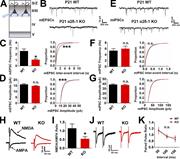 Figure 2. Lack of α2δ-1 results in decreased excitatory synaptic function. (A) Recordings were made from LII/III pyramidal neurons in V1 at P21. (B) mEPSC traces from WT and α2δ-1 KO pyramidal neurons. (C and D) Frequency (C, left), interevent interval (C, right), and amplitude (D) of mEPSCs from WT and α2δ-1 KO neurons (n = total of 12 cells from three animals/genotype). Left: Two-tailed t test. Right: Kolmogorov–Smirnov test. (E) mIPSC traces from WT and α2δ-1 KO pyramidal neurons. (F and G) Frequency (F, left), interevent interval (F, right), and amplitude (G) of mIPSCs from WT and α2δ-1 KO neurons (n = total of 10 cells from three animals/genotype). Left: Two-tailed t test. Right: Kolmogorov–Smirnov test. (H) Traces of NMDA-only and AMPA-only evoked currents from WT and α2δ-1 KO pyramidal neurons. (I) Quantification of NMDA/AMPA ratio between WT and α2δ-1 KO (n = total of 12 cells from three to four animals/genotype). Two-tailed t test. Error bars represent SEM. (J) Traces from paired pulse recordings from WT and α2δ-1 KO neurons. (K) Comparison of PPR between WT and α2δ-1 KO (n = total of 12 cells from three to four animals/genotype). One-way ANCOVA. Error bars represent SEM. *, P < 0.05; ***, P < 0.0001.