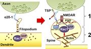 Figure 9. Model for α2δ-1’s dual role in promoting synapse and spine development. Early on, α2δ-1 is present on filopodia seeking contact with axonal partners. Rac1 is predominantly bound to GDP, rendering it inactive. After TSP binding, (1) α2δ-1 at the postsynaptic surface brings together pre- and postsynaptic components to form synapses; and (2) the C terminus of α2δ-1 triggers intracellular signaling via GEFs to stimulate GTP binding to Rac1, promoting actin reorganization to facilitate spine maturation.