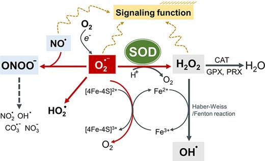 Superoxide dismutases: Dual roles in controlling ROS damage and regulating ROS signaling | Journal of Cell Biology | Rockefeller University Press Superoxide dismutases: Dual roles in controlling ROS damage and regulating ROS signaling | Journal of Cell Biology | Rockefeller University Press