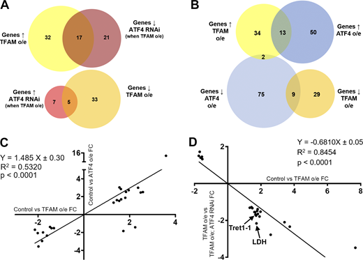 Neuronal mitochondrial stress activates a transcriptional response via ATF4. (A) Venn diagrams showing the number of significantly misregulated genes in the control versus TFAM overexpression (o/e) and TFAM overexpression versus TFAM overexpression combined with ATF4 RNAi conditions as determined by RNA sequencing. ↑ = up-regulated; ↓ = down-regulated. (B) Venn diagrams showing the number of significantly misregulated genes in the control versus TFAM overexpression and control versus ATF4 overexpression conditions. (C) Gene expression correlations between genes significantly misregulated in both the control versus TFAM overexpression and control versus ATF4 overexpression conditions. (D) Gene expression correlations between genes significantly misregulated in both the control versus TFAM overexpression and TFAM overexpression versus TFAM overexpression combined with ATF4 RNAi conditions. FC, fold change. See Materials and methods and Tables S1, S2, S3, S4, and S5 for details. Refer to the image caption for details.