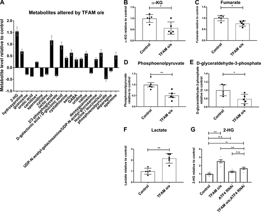 Mitochondrial stress signaling increases 2-HG levels via ATF4.(A) Metabolites whose levels are significantly changed (5% false discovery rate) in adult heads from flies with pan-neuronal TFAM overexpression (o/e) using nSyb-Gal4. (B–F) Levels of individual TCA cycle and glycolytic metabolites in adult heads from flies with pan-neuronal TFAM overexpression using nSyb-Gal4. See Table S6 for details. (G) Knockdown of ATF4 reduces the increase in 2-HG levels caused by pan-neuronal TFAM overexpression using nSyb-Gal4. Controls are nSyb-Gal4 hemizygotes. Data are represented as mean ± SEM. n = 5 for all genotypes. ns, not significant; *, P ≤ 0.05; **, P ≤ 0.01; ***, P ≤ 0.001.