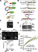Figure 5. Rapid degradation of RNAPII increased the chromatin dynamics. (A) A schematic illustration of the AID system (Natsume et al., 2016; Yesbolatova et al., 2019 Preprint). OsTIR1, which was expressed by addition of doxycycline, can form a functional SCFOsTIR1 E3 ligase complex with the endogenous components in human cells. In the presence of auxin, a protein of interest fused with mAID is rapidly degraded upon polyubiquitylation. (B) Experimental scheme used to introduce Tet-OsTIR1 at the safe-harbor AAVS1 locus in human colorectal carcinoma DLD-1 cells (top) and used to generate mAID-mClover-RPB1 (mAC-RPB1) cells (bottom) by a CRISPR/Cas9 genome editing method. Genomic PCR to test the genotype of clones after hygromycin selection was performed. Primer sets and expected PCR products are shown in B (bottom). After integration at the POLR2A gene encoding the largest subunit of RNAPII, RPB1, the PCR primers should give rise to ∼3.4-kb products in DLD-1 cells. (C) PCR confirmed that both alleles of POLR2A gene were tagged with mAID-mClover. (D) RNAPII degradation in DLD-1 cells (Clone 1 and Clone 5) after auxin treatment was verified by immunoblotting by using an antibody against the RPB1 CTD. α-Tubulin antibody was used as a control. Since the RPB1 in the AID cells was fused with mAID and mClover (totally ∼35 kD), the detected RPB1 in Clone 1 and Clone 5 has a slightly larger size than that of the parental cells. Note that the auxin treatment induced RNAPII degradation. (E) Fluorescent images of H2B-Halo-TMR (top) and mClover-RPB1 (middle) in living DLD-1 cells: From left to right, the cells before (untreated control) and after treatment with auxin for 1 h (+Auxin), the cells incubated for 6 h and 12 h after washing out auxin. Bottom: The median intensities of mClover-RPB1 in the indicated cells are the following: 931 (n = 10) in untreated control; 78.8 (n = 10) in +Auxin; 557 (n = 10) at 6 h after washing; 713 (n = 10) at 12 h after washing cells. ***, P < 0.0001 (P = 1.1 × 10−5), **, P < 0.01 (P = 7.2 × 10−4), and N.S. (P = 0.063) by the Wilcoxon rank sum test. (F) MSD plots (±SD among cells) of nucleosomes in DLD-1 cells with indicated conditions: The cells before (untreated control, black) and after treatment with auxin for 1 h (+Auxin, orange); after washing out auxin, the cells incubated for 6 h (dark green) and 12 h (light green). For each condition, n = 20 cells. The prompt degradation of RNAPII increased the chromatin dynamics. Note that DLD-1 cells have generally higher MSD values than RPE-1 cells due to unknown reasons. **, P < 0.01 for control versus +Auxin (P = 2.7 × 10−4) and N.S. (P = 0.83) by the Kolmogorov–Smirnov test.