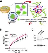 Figure 8. A model for chromatin networking via RNAPII-Ser5P. (A) A model for the formation of a loose spatial genome chromatin network via RNAPII-Ser5P, which can globally constrain chromatin dynamics. The P-TEFb complex (blue sphere in right panel) consisting of CYCT and CDK9 kinase, which interacts with RNAPII, forms a number of dynamic clusters/droplets in living cells (pink spheres in the center and right panels; Ghamari et al., 2013). Center: The P-TEFb cluster (pink sphere) can work as a hub to weakly connect multiple chromatin domains (green spheres) for a loose spatial genome network. Right: RNAPII-Ser5P (red) can function in the hub as glue for the weak interactions between P-TEFb (blue spheres) and transcribed DNA regions (green lines; Ghamari et al., 2013). Because after phosphorylation of RNAPII by P-TEFb, RNAPII-Ser2P seems to leave the hubs (P-TEFb clusters) for the elongation and processing process (Ghamari et al., 2013), it is unlikely to function as the glue for the connections (right). Note that this scheme is highly simplified. Besides the P-TEFb clusters, other clusters, including transcription factors, Mediator, and active RNAPII (Boehning et al., 2018; Boija et al., 2018; Cho et al., 2018; Chong et al., 2018; Sabari et al., 2018), might also work as hubs. (B) MSD plots (±SD among cells) of nucleosomes in CDK9-KD RPE-1 cells (siCDK9, pink) and control (siControl, black). For each condition, n = 20 cells. Note that the KD of CDK9 increased the chromatin dynamics. ***, P < 0.0001 (P = 1.3 × 10−6) by the Kolmogorov–Smirnov test. (C) CDK9 reduction in RPE-1 cells after RNA interference was verified by immunoblotting. H2B protein was used as a loading control.