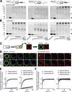 Figure 2. hSNX16 oligomerizes into higher-order assemblies on membranes via its CC domain. (A and B) hSNX16ΔCC reduces and hSNX163A promotes self-association compared with hSNX16WT on PI(3)P liposomes. 5 µM purified hSNX16, hSNX163A, or hSNX16ΔCC were incubated with 1% (5 µM) PI(3)P liposomes followed by BS3 cross-linking, and then tested for liposome cosedimentation. (A) Coomassie-stained gels of cross-linked high-molecular-weight assemblies in protein–liposome pellets with increasing BS3 concentration (125 nM, 2.5 µM, 5 µM, 12.5 µM, and 25 µM). (B) Coomassie-stained gels of unbound proteins in the lipid cosedimentation assay from same experiments as in A. Black, white, and red triangles point to monomers, dimers, and higher-order assemblies, respectively. (C) Schematic of the GUV assay. (D–F) hSNX163A fails to recover after photobleaching at lower protein concentrations compared with wild-type hSNX16, while hSNX16ΔCC retains high mobility at all concentrations measured. (D) Representative time-lapse images of 100 nM hSNX16 and hSNX163A before and after photobleaching. (E and F) Quantification of protein and lipid fluorescence of GUVs bound by hSNX16 variants at 100 nM and 500 nM. Protein and lipid fluorescence were normalized to a nonbleached region on the same GUV to correct for photobleaching. Protein fluorescence was then further normalized by subtracting from all time points the intensity at t = 0 and normalizing prebleach intensity to 1. Quantification is from five GUVs incubated with 100 nM hSNX16; six GUVs incubated with 100 nM hSNX163A, 500 nM hSNX16, or 500 nM hSNX16ΔCC; and eight GUVs incubated with 500 nM hSNX163A. Data are presented as mean ± SEM. Scale bars, 10 µm.