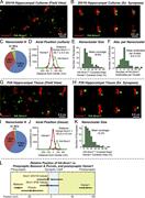 Figure 3. Super-resolution STORM imaging identifies synaptic Nrxn1 nanoclusters. (A) Representative image of cultured neurons at DIV18, showing multiple Homer1(+) synapses with a subset containing Nrxn1 nanoclusters. (B) Representative images of individual synapses from DIV18 neurons showing Homer1(+) synaptic junctions containing Nrxn1 nanoclusters. (C) Only a subset of Homer1(+) synapses contains Nrxn1 nanoclusters (NCs; 39%) in cultured neurons at DIV18. (D) Homer1 discs and Nrxn1 nanoclusters are separated by ∼85 nm across the synapse. The trans-axial distribution of Homer1 and HA-Nrxn1 localizations was determined by STORM imaging of hippocampal cultures at DIV18. (E) Nrxn1 nanoclusters occupy on average ∼19% area of the Homer1-defined synaptic junction. (F) Nrxn1 nanoclusters are on average labeled by approximately nine antibodies per nanocluster. (G–K) Same as A–E, except that cryostat sections of the hippocampal CA1 region from HA-Nrxn1 cKI mice were analyzed at P28. (L) Quantification of the axial distribution of STORM localizations of surface HA-Nrxn1 in hippocampal neurons or cryosections relative to those of Homer1, Piccolo, and Bassoon. Short vertical bars = SEMs; horizontal bars = SDs. For C–F, n = 54 synapses/three cultures; for I–K, n = 77 synapses/three mice. For further details, see Fig. S1.