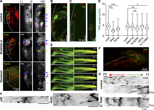 MT motor proteins regulate THN speed.(A) Both Brefeldin A and Dynasore cause a reduction in THN motility. Colored dots follow individual examples. Scale bars represent 20 µm in the overview and 10 µm in magnified images. Elapsed time in minutes. MHB, solid line; URL, dotted line. See also Video 5. (B and C) The overexpression of Kif1C-GFP leads to the accumulation of protein in the tips of phase 1 (B) and phase 2 (C) THNs. Scale bars represent 20 µm in the overview and 5 µm in magnified images. MHB, solid line; URL, dotted line. (D) Quantification of THN speeds confirms the loss of motility when endosomes or Golgi vesicle traffic is targeted. n = 20 embryos/164 tracks for drug control; n = 33 embryos/367 tracks for Brefeldin A; n = 23 embryos/162 tracks for Dynasore; n = 24 embryos/145 tracks for injection control; n = 24 embryos/170 tracks for Rab11a-expressing embryos; n = 25 embryos/252 tracks for Rab11a S25N-expressing embryos; n = 15 embryos/121 tracks for Kif1C-expressing embryos; n = 27 embryos/259 tracks for Kif1C T106N-expressing embryos; P = 9.56 × 10−16 control/Brefeldin A, P = 1.26 × 10−4 control/Dynasore, P = 0.001 control/Rab11a S25N, P = 9.6 × 10−3 Rab11a/Rab11a S25N, and P = 0.018 control/Kif1C T94N T106N. For full statistics, see Table S1. (E) Some Cdh2-positive particles appear to travel along MTs bidirectionally. Arrows indicate anterograde and arrowheads retrograde movement. Scale bar, 3 µm. Elapsed time in seconds on the right. (F) Cdh2 particles in THNs exhibit different motility patterns. Scale bar, 5 µm. Dotted line indicates region for kymograph depicted in G. The unidirectional EB3-GFP signals determine the classification of Cdh2 particles moving into antero- or retrograde direction, indicated above the images. Horizontal scale bars, 5 µm; vertical bars, 20 s. See also Video 6. (H) The kymographs illustrate that Cdh2 particle are less motile when either dynein activation is inhibited (p50) or anterograde vesicle traffic for Cdh2 is blocked (Kif5C T94N). Horizontal scale bars, 5 µm; vertical bars, 20 s. See also Video 6. Boxes in graphs represent 25–75% of all values and whiskers 1.5 times the quartile. Median is shown as a horizontal bar and mean as a square box. Significance level in Kruskal–Wallis ANOVA: *, P < 0.05; **, P < 0.01; ***, P < 0.001.