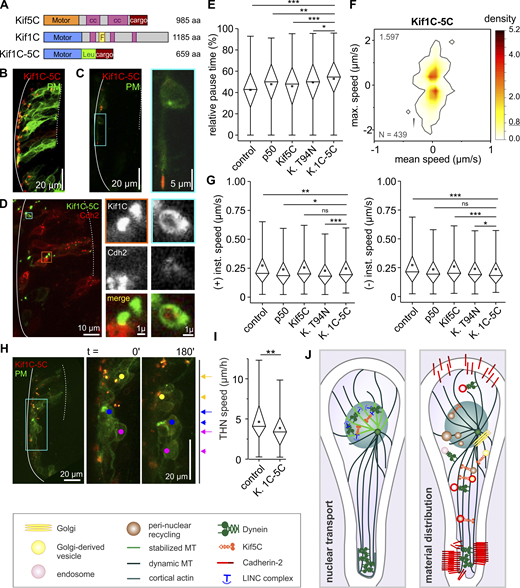 Imbalanced cargo transport reduces THN motility.(A) Schematic representation of Kif1C-5C chimera. (B and C) In THNs, the chimera localizes to the front of phase 1 (B) and phase 2 (C) cells. Cyan box indicates magnified region on the right. Scale bars represent 20 µm in overview images and 5 µm in magnified images. (D) Kif1C-5C does not colocalize with Cadherin-2 particles, although they are frequently found in the vicinity. Colored boxes indicate magnified regions on the right. Scale bars represent 10 µm in the overview image and 1 µm in magnified images. (E) The expression of Kif1C-5C increases stationary times of Cadherin-2 particles. For full statistical testing, see Table S2; n = 416 tracks for injection control, n = 308 tracks for p50-expressing embryos, n = 593 tracks for Kif5C-expressing embryos, n = 441 tracks Kif5C T94N-expressing embryos, and n = 439 tracks for Kif1C-5C–expressing embryos. (F and G) Kif1C-5C also reduces maximal velocities and mean velocities (F; area of 0.8 data density in top left corner and number of tracks in lower left corner; see also Video 6) as well as instantaneous velocities (G). Note that the retrograde direction is more strongly affected than the anterograde direction, as evidenced by the comparison to other motor-affecting treatments. For full statistical testing, see Table S3 and Table S4. Anterograde: n = 2,059 values for injection control, n = 1,044 values for p50-expressing embryos, n = 2,808 values for Kif5C-expressing embryos, n = 2,055 values Kif5C T94N-expressing embryos, and n = 2,245 values for Kif1C-5C–expressing embryos. Retrograde: n = 2,127 values for injection control, n = 1,117 values for p50-expressing embryos, n = 2,791 values for Kif5C-expressing embryos, n = 2,132 values Kif5C T94N-expressing embryos, and n = 2,187 values for Kif1C-5C–expressing embryos. (H and I) Kif1C-5C reduces overall THN motility. Elapsed time in minutes. Scale bars, 20 µm. n = 24 embryos/145 tracks for control and n = 20 embryos/142 tracks for Kif1C-5C–expressing embryos. Kruskal–Wallis ANOVA: P = 0.007. See also Video 4. (J) Models of how MTs and motors contribute to neuronal migration, with nucleokinesis on the left and the spatiotemporal distribution model on the right. MHB, solid line; URL, dotted line. Boxes in graphs represent 25–75% of all values and whiskers 1.5 times the quartile. Median is shown as a horizontal bar and mean as a square box. Significance level in Kruskal–Wallis ANOVA: *, P < 0.05; **, P < 0.01; ***, P < 0.001; ns, not significant. All data shown in E–G represent n = 13 embryos for injection control, n = 14 p50-expressing embryos, n = 11 Kif5C-expressing embryos, n = 16 Kif5C T94N-expressing embryos, and n = 9 Kif5C-1C–expressing embryos. Refer to the image caption for details.