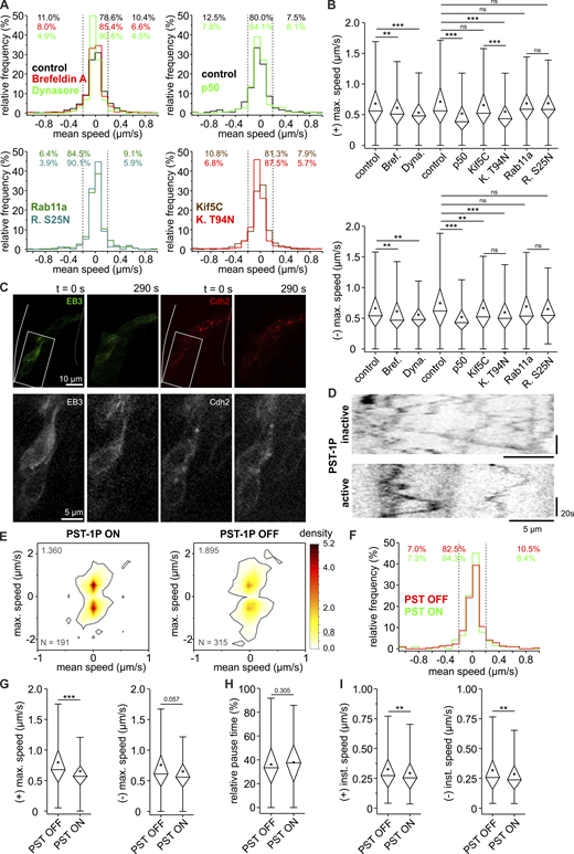 Cadherin-2 particles include stationary and highly motile pools (related to Fig. 6).(A) Mean speeds of all Cadherin-2–positive particles indicate that a large pool is nonmotile, moving either antero- or retrogradely at <0.2 µm/s, with the remaining particles moving at higher speeds in both directions. Interfering with either vesicle formation or MT motors reduces the fast-moving pool and increases the stationary fraction. n = 682 tracks for drug control, n = 711 tracks for Brefeldin A, n = 287 tracks for Dynasore, n = 416 tracks for injection control, n = 308 tracks for p50-expressing embryos, n = 593 tracks for Kif5C-expressing embryos, n = 441 tracks Kif5C T94N-expressing embryos, n = 373 tracks for Rab11a-expressing embryos, and n = 152 tracks for Rab11a S25N-expressing embryos. (B) Similarly, maximal velocities of Cadherin-2 particles are decreased when motor transport is impaired. For full statistical testing, see Table S5 and Table S6. Anterograde: n = 658 tracks for drug control, n = 690 tracks for Brefeldin A, n = 283 tracks for Dynasore, n = 399 tracks for injection control, n = 295 tracks for p50-expressing embryos, n = 579 tracks for Kif5C-expressing embryos, n = 425 tracks for Kif5C T94N-expressing embryos, n = 367 tracks for Rab11a-expressing embryos, n = 150 tracks for Rab11a S25N-expressing embryos. Retrograde: n = 656 tracks for drug control, n = 696 tracks for Brefeldin A, n = 280 tracks for Dynasore, n = 411 tracks for injection control, n = 299 tracks for p50-expressing embryos, n = 580 tracks for Kif5C-expressing embryos, n = 432 tracks for Kif5C T94N-expressing embryos, n = 364 tracks for Rab11a-expressing embryos, and n = 148 tracks for Rab11a S25N-expressing embryos. (C) The modified PST-1P activation protocol is able to deplete MTs. White box indicates PST-1P activation area, which is magnified in the lower row. MHB, solid line; URL, dotted line. Elapsed time in seconds. Scale bar, 10 µm. (D) Kymographs demonstrate that the motility of Cadherin-2 reporter particles is reduced when MTs are depleted. Horizontal scale bars, 5 µm; vertical bars, 20 s. (E) Plotting mean speeds against the respective maximal velocities for each track reveals that, upon MT depletion, many tracks cluster in the low mean-low maximal velocity area. Area of 0.8 density given in the top left corner and number of tracks in the bottom left corner. (F and G) Mean velocities (n = 315 tracks for red light only, control region PST-1P OFF and n = 191 tracks for UV-activated, MT-reduced region PST-1P ON; F) and maximal velocities of Cadherin-2 particles are reduced in the anterograde direction upon MT depletion (G). (anterograde: n = 306 tracks for PST-1P OFF, n = 187 tracks for PST-1P ON, P = 3.51 × 10−4; retrograde: n = 310 tracks for PST-1P OFF, n = 189 tracks for PST-1P ON). (H and I) Pause times (H; n = 315 tracks for PST-1P OFF, n = 191 tracks for PST-1P ON) and instantaneous velocities (I; anterograde: n = 1,751 values for PST-1P OFF, n = 1,000 values for PST-1P ON, P = 0.004; retrograde: n = 1,677 values for PST-1P OFF, n = 1,015 values for PST-1P ON, P = 0.006) show a trend toward lower speed motility/longer stationary times when MTs are depleted. Boxes in graphs represent 25–75% of all values and whiskers 1.5 times the quartile. Median is shown as a horizontal bar and mean as a square box. Significance level in Kruskal–Wallis ANOVA: **, P < 0.01; ***, P < 0.001; ns, not significant. All data shown in A, B, and E–I represent n = 13 embryos for drug control, n = 19 embryos for Brefeldin A, n = 8 embryos for Dynasore, n = 13 embryos for injection control, n = 14 p50-expressing embryos, n = 11 Kif5C-expressing embryos, n = 16 Kif5C T94N-expressing embryos, n = 16 Rab11a-expressing embryos, n = 7 Rab11a S25N-expressing embryos, n = 13 for PST-1P nonactivated (OFF) embryos, and n = 12 for PST-1P activated (ON) embryos.