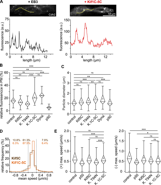 Kif1C-5C chimera interferes with retrograde traffic (related to Fig. 7).(A) Cadherin-2 reporter particles appear larger and the background increased in THNs overexpressing the Kif1C-5C chimera. Yellow dotted lines indicate the area displayed in the line-scan analysis below the images. Scale bar, 10 µm. See also Video 6. (B) Background fluorescence level relative to the brightest Cadherin-2 reporter particle detected in the line-scan analyses suggest that the expression of Kif1C-5C interferes with endocytosis of the marker. n = 14 embryos/31 values for injection control, n = 13 embryos/25 tracks for p50-expressing embryos, n = 8 embryos/21 values for Kif5C-expressing embryos, 18 embryos/n = 30 values Kif5C T94N-expressing embryos, n = 9 embryos/19 values for Dynasore, and n = 22 values for Kif1C-5C–expressing embryos. Kruskal–Wallis ANOVA: P = 0.004 control/Kif5C T94N, P = 4.7 × 10−3 control/Dynasore, P = 6.4 × 10−8 control/p50, P = 6.10−8 Kif1C-5C/p50, and P = 5.10−4 Kif1C-5C/Kif5C T94N. (C) At the same time, large particles appear in chimera-expressing THNs. n = 14 embryos/164 values for injection control, n = 13 embryos/95 tracks for p50-expressing embryos, n = 8 embryos/124 values for Kif5C-expressing embryos, 18 embryos/n = 121 values Kif5C T94N-expressing embryos, n = 9 embryos/64 values for Dynasore, n = 114 values for Kif1C-5C–expressing embryos. Kruskal–Wallis ANOVA: P = 5.8 × 10−6 control/Kif1C-5C, P = 0.008 Kif5C T94N/Kif1C-5C, P = 0.002 control/Dynasore, P = 7.10−5 for Kif1C-5C/p50, P = 5.10−4 Kif1C-5C/Kif5C T94N. (D) Kif1C-5C reduces retrograde mean speeds of Cadherin-2 reporter particles more strongly than anterogradely moving particles. n = 593 tracks for Kif5C-expressing embryos and n = 439 tracks for Kif1C-5C–expressing embryos. (E) Similarly, maximal velocities in the plus direction are unaffected by chimera expression, while minus-directed velocities are strongly reduced compared with control. For full statistical testing, refer to Table S5 and Table S6. Anterograde: n = 399 tracks for injection control, n = 295 tracks for p50-expressing embryos, n = 579 tracks for Kif5C-expressing embryos, n = 425 tracks Kif5C T94N-expressing embryos, and n = 431 tracks for Kif1C-5C–expressing embryos. Retrograde: Anterograde: n = 411 tracks for injection control, n = 299 tracks for p50-expressing embryos, n = 580 tracks for Kif5C-expressing embryos, n = 432 tracks Kif5C T94N-expressing embryos, and n = 433 tracks for Kif1C-5C–expressing embryos. MHB, solid line; URL, dotted line. Boxes in graphs represent 25–75% of all values and whiskers 1.5 times the quartile. Median is shown as a horizontal bar and mean as a square box. Significance level in Kruskal–Wallis ANOVA: *, P < 0.05; **, P < 0.01; ***, P < 0.001; ns, not significant. All data shown in D and E represent n = 13 embryos for injection control, n = 14 p50-expressing embryos, n = 11 Kif5C-expressing embryos, n = 16 Kif5C T94N-expressing embryos, n = 8 embryos for Dynasore, and n = 9 Kif5C-1C–expressing embryos.