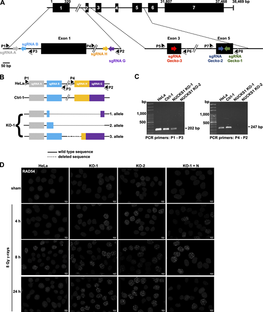 Data supporting Fig. 1. (A) Schematic of the human NUCKS1 gene with its seven exons, the locations of the targeting sequences of the sgRNAs (see also Table S3) and of PCR primers (P1–P8; see also Table S2) used in this study. Note the NUCKS1 gene is located on the minus strand of the human reference genome. Here, NUCKS1 has been flipped 180° for simplicity. (B) Schematics of the three NUCKS1 KO alleles detected in HeLa NUCKS1 KO-1 cells. PCR products obtained by amplifying genomic DNA from NUCKS1 KO-1 cells with P1-P3 and P4-P2, respectively, were isolated and amplified by topoisomerase-based cloning (Invitrogen) and sequenced. A fourth NUCKS1 KO allele could not be detected, potentially due to absence or due to a large deletion encompassing the binding sequences for P1 and/or P2. (C) Representative agarose gels obtained after amplifying genomic DNA from different cell lines with primers P1-P3 and P4-P2, as indicated. (D) Representative micrographs of nuclear RAD54 foci obtained for the results presented in Fig. 1 D. Scale bars, 10 µm. Refer to the image caption for details.
