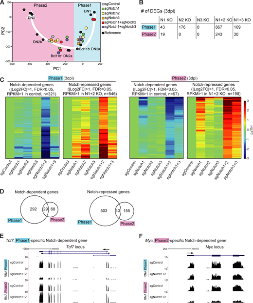 Notch signaling regulates stage-specific target genes in pro-T cells.(A) PC analysis displays RNA-seq data from sgRNA-transduced phases 1 and 2 cells (see Materials and methods). White arrow represents the T cell developmental trajectory defined from reference standards (black symbols). (B) Number of DEGs in Notch1-deficient (N1 KO), Notch2-deficient (N2 KO), Notch3-deficient (N3 KO), Notch1- and Notch2-deficient (N1+2 KO), and Notch1- and Notch3-deficient (N1+3 KO) phase 1 or phase 2 cells. (C) Heat maps show expression changes of DEGs (B; N1+2 KO) in response to acute deletion of Notch genes as indicated (Table S1 and Table S2). (D) Numbers of Notch-dependent (left) and Notch-repressed (right) DEGs in phases 1 and 2. (E and F) Representative RNA-seq tracks for control and N1+2 KO cells at the Tcf7 (E) and Myc (F) loci. Data are based on two replicate samples of RNA-seq results (A–D) or are representative of two replicate samples (E and F). FC, fold change; FDR, false discovery rate. Refer to the image caption for details.