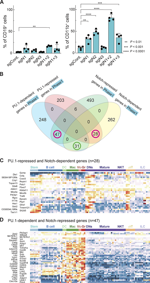 Notch signaling antagonizes PU.1 and prevents pro-T cells from adopting myeloid-like fates.(A) Percentages of CD19+ (left) and CD11b+ (right) cells among sgRNA-transduced phase 1 cells (Fig. S1 F) are indicated with SD. **, P < 0.01; ***, P < 0.001; and ****, P < 0.0001 by one-way ANOVA followed by Dunnett’s test. Data are based on four independent experiments. (B) Relationships between Notch-dependent, Notch-repressed, PU.1-dependent, and PU.1-repressed genes (Hosokawa et al., 2018) defined in phase 1 cells (Table S4). Magenta circles indicate groups of genes shown in C and D. (C and D) Developmental patterns of expression of PU.1-repressed and Notch-dependent genes (n = 28; C) and PU.1-dependent and Notch-repressed genes (n = 47; D; see Materials and methods). Refer to the image caption for details.