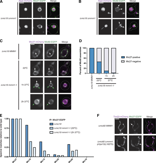 ERMES function is differentially required for formation of MICOS subcomplexes.(A) Images of Δmic19 Δmmm1 cells expressing Atp2-mCherry (magenta) and Mic27-EGFP (green). (B) As in A for cells expressing Mic60-EGFP (green). White arrows mark Mic60 assemblies. (C) Images of Δmic19 cells expressing Mic27-mCherry (magenta) and Mic60-EGFP (green) with wild-type MMM1 or the temperature-sensitive allele mmm1-1 and and grown at the indicated temperatures and times. White arrows mark colocalized Mic60 and Mic27 assemblies, and green arrows indicate Mic60 assemblies with no detectable Mic27 assembly colocalized. (D) Graph of the percentage of Mic60 assemblies that colocalize with Mic27 from cells grown as in C. Data are the summation of three independent experiments with >130 Mic60 assemblies per condition. (E) Graph of the total spectral matches identified by immunopurification (IP) of Mic27-EGFP and MS analysis for each MICOS subunit in the indicated strain backgrounds relative to wild-type cells. Spectral matches of Mic27 were used to normalize each strain background to wild type and data represent the average of two experimental replicates. See Table S1. (F) Images are shown of Δmic60 MMM1 cells (top) or Δmic60 Δmmm1 cells expressing pVps13(L1627S) (bottom) and coexpressing Tim23-mCherry (magenta) and Mic27-EGFP (green). See Fig. S3 G for quantification. Cells are outlined with dashed lines. Scale bars = 2 µm. Refer to the image caption for details.