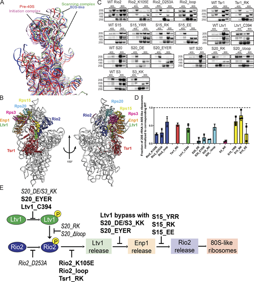 Interface remodeling during the formation of 80S-like ribosomes.(A) Superimposition of 18S rRNA from pre40S (red, PDB accession no. 6FAI; Scaiola et al., 2018), or 80S-like (blue, PDB accession no. 6WDR; Rai et al., 2020Preprint) ribosome assembly intermediates, and the open and closed conformations of translation initiation complexes (green and pink, PDB accession nos. 3JAQ and 3JAP, respectively; Hussain et al., 2014; Llácer et al., 2015). (B) Composite structure of yeast pre40S subunits (PDB accession no. 6FAI; Scaiola et al., 2018) and human Ltv1 (PDB accession no. 6G18; Ameismeier et al., 2018), obtained by overlaying 18S rRNAs. Only the segment of Ltv1 conserved in yeast is shown in the sphere highlight. The interfaces between the color-highlighted proteins all change in the transition from 40S to 80S-like ribosomes (see Fig. S1 A). (C) Northern blots of 10–50% sucrose gradients from Fap7-depleted cells expressing only plasmid-encoded WT or mutant Rio2, Tsr1, Ltv1, Rps15 (S15), Rps20 (S20), or Rps3 (S3). In all cases Fap7 was depleted in glucose for >16 h. The positions where 40S and 80S ribosomes sediment are indicated. (D) Quantification of the data in C. For comparisons between different yeast strains, mutant proteins were normalized to their corresponding WT protein, as indicated by the dotted line. Each experiment has at least two biological replicates. Data are shown as mean with standard deviation. (E) Order and dependence of formation of 80S-like ribosomes on Ltv1, Enp1, and Rio2 release. The step impaired by each mutation is shown. Previously described mutations are in italic (not bold) text. Table S4 contains a detailed summary of the yeast strains and plasmids used in each figure.
