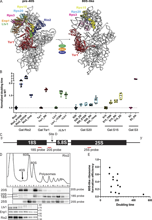 Comparison of protein–protein interfaces in pre40S and 80S-like ribosomes(related toFig. 1).(A) The figure was constructed from PDB accession nos. 6FAI and 6G18 (left) and 6WDR (right). (B) Normalized doubling time of cells with the indicated WT or mutant proteins. Details of yeast backgrounds and plasmids are described in Table S4. Growth data were collected from at least three biological replicates and two independent measurements. Each mutant passed an unpaired t test with P < 0.0001. (C) Location of Northern probes used in this work. (D) Polysome profiling example of 10–50% sucrose gradients followed by Northern blots and Western blots. Please note that the Western blots shown are the same as those shown in Fig. 3 B bottom section column 3. In this figure, the entire experiment, including polysome profile, Northern blot, and Western blot are shown. (E) The correlation between doubling times and the ability to form 80S-like ribosomes is shown. The correlation coefficient is −0.5.