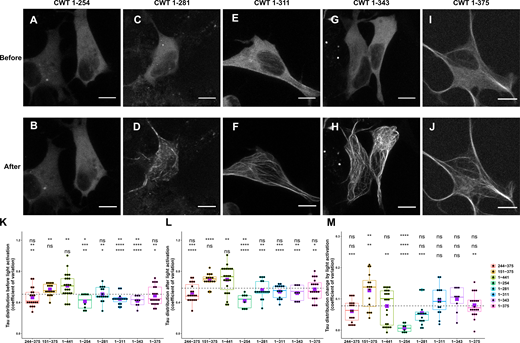 Comparison of Cry2WT-mCherry-Tau distribution before and after light activation for various Tau constructs.(A–J) Cry2WT-mCherry fused various Tau constructs was overexpressed in SH SY5Y cells. Signal distribution was studied before and after blue light. Representative maximum intensity Z-projection images before and after blue light of each construct are shown, CWT 1–254 before (A) and after (B), CWT 1–281 before (C) and after (D), CWT 1–311 before (E) and after (F), CWT 1–343 before (G) and after (H), and CWT 1–375 before (I) and after (J). Scale bar, 10 µm. (K–M) Quantifications of Cry2WT-mCherry-Tau distribution before activation (K), after activation (L), and change by activation (M) are shown in boxplot. Constructs from left to right along the x axis are CWT 244–375, CWT 151–375, CWT 1–441, CWT 1–254, CWT 1–281, CWT 1–311, CWT 1–343, and CWT 1–375. Distribution of Cry2WT-mCherry-Tau is evaluated by pixel CV over the cell shown along the y axis. n = 19, 16, 23, 8, 16, 15, 9, and 20 for constructs from left to right along the x axis. Mean for each group is indicated by a purple square, also listed in Table S1. Base-mean for all the constructs as a whole is indicated as a horizontal dotted line. Statistical significance by pairwise t test of each independent group is indicated at the top of each plot, from top to bottom, against all the constructs as a whole, against CWT 1–441, and against CWT 151–375, correspondingly. *, P < 0.05; **, P < 0.01; ***, P < 0.001; ****, P < 0.0001.