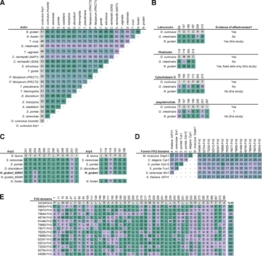 Actin cytoskeletal drugs bind sequences that are conserved in Naegleria proteins.(A) The alignment shown in Fig. S5 was used to calculate the percent identity of actin protein sequences from representative eukaryotes. Values indicating higher conservation are highlighted in green, and values indicating less conservation are highlighted in lilac. Arp1 from rabbit was included for comparison to an actin-related protein (shown in gray). (B) Drug binding sites on mammalian actin (Faulstich et al., 1993; Morton et al., 2000; Nair et al., 2008; Pospich et al., 2017) are shown (gray) in comparison to Giardia actin and Naegleria actin. Identical residues are shown in green, non-identical residues are in lilac, and the numbers above each column indicate the location of the residue in the rabbit actin sequence. Giardia actin is shown as an example due to its low percent identity to mammalian actin, as well as the documented ineffectiveness of actin inhibitors (Paredez et al., 2011). A question mark indicates unknown information. (C) Residues of Arp2 and Arp3 that exist within 5 Å of the CK-666 binding site on Bos taurus (gray) Arp2/3 complex (PDB 3UKR; Baggett et al., 2012) were compared between model organisms and Naegleria. Identical residues are shown in green, non-identical redidues are highlighted in lilac. (D) FH2 domains from six SMIFH2-sensitive formins in diverse model organisms (including Mus musculus and Arabidopsis thaliana) were used to generate an MSA, and the percent identity was calculated in comparison to each other and compared with the FH2 domains of Naegleria’s 14 formins. Higher percent identity values are shown in green, lower values are shown in lilac. (E) SMIFH2-sensitive formins shown in D were used to calculate an FH2 domain consensus sequence (gray). Positions with at least 75% identity among SMIFH2-sensitive FH2 domains are shown, with positions of Naegleria FH2 domains that are identical to the consensus shown in green. The total percent identity to the consensus sequence is shown to the right, with higher percent identities in green, and lower percent identities in lilac. All accession numbers for the sequences used to generate this figure are listed in Table S3.