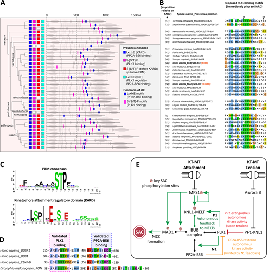 Evolution of PBMs and PP2A-B56 binding motifs (KARD) in MADBUB homologues. (A) Annotation of PBMs (Ser-Ser/Thr-Pro) and PP2A-B56 binding motifs (LxxIxE, KARD) positions within metazoan MADBUB homologues that contain a KARD. Adapted from Tromer et al. (2016); see Fig. S8 and Data S1 for complete list of 152 eukaryotic MADBUB homologues. (B) Alignment of proposed PBM (located immediately before the KARD) in the species represented in A. (C) Consensus sequence of PBMs listed in B (for consensus motif of other PBMs within eukaryotic MADBUB homologues, see Fig. S9) and the KARD within all eukaryotic MADBUB homologues. (D) Alignment of PBM and KARD in BUBR1, BUB1, PON, and CENP-U. Note: PON is a Drosophila gene with no known homologues in humans, which is involved in mitotic asymmetric division during Drosophila brain development (Lu et al., 1998). (E) Schematic model to illustrate relevant feedback loops involved in SAC activation and silencing (see Results and discussion for explanations). KT-MT, kinetochore-microtubule.