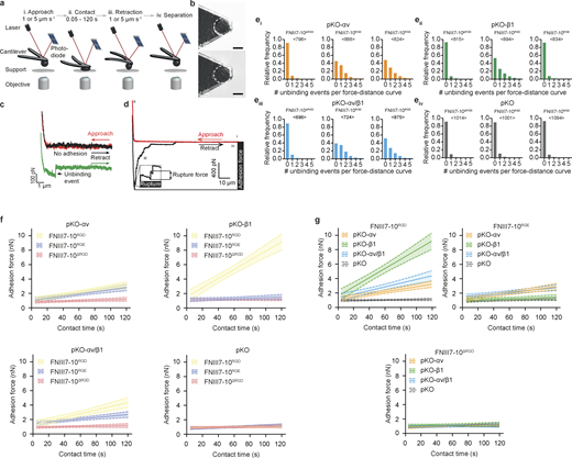 AFM-based SCFS setup to quantify adhesion properties of fibroblasts to different full-length cFNs and FNIII7-10 fragments.(a) SCFS setup. (i) Single fibroblasts are incubated for ∼7–15 min on a concanavalin A–coated cantilever to assure firm attachment. (ii) Cantilever-attached fibroblasts are approached to cFN- or FN fragment–coated supports. (iii and iv) After 0–120 s contact time, the cantilever-bound fibroblast is retracted vertically until the fibroblast is fully detached from substrate to either quantify binding probabilities or measure adhesion force between fibroblast and support. During adhesion experiments, cantilever deflections are recorded and displayed in FD curves. (b) A single round fibroblast attached to the cantilever tip used to measurement adhesion forces (top) until the fibroblast’s morphology changed (i.e., spreading; bottom). Scale bars, 10 µm. (c) FD curves representing binding of single integrins on fibroblasts to FN- or FNIII7-10–coated substrate. To record single integrin unbinding events, fibroblasts are approached to the substrate (red curve) until they contact the substrate at minimal contact force (200 pN) and contact time (∼50 or ∼300 ms) and are then retracted (black/green curve). The green FD curve shows a single adhesion (unbinding) event, while the black FD curve shows no adhesion event. (d) A representative FD curve after longer contact times (5–120 s) show different features; the retraction FD curve (black) records adhesion forces of the fibroblast, which represent the maximum downward deflection of the cantilever and thus the force required to separate the fibroblast from the substrate. During detachment of the fibroblast from the substrate, single receptor unbinding events are observed (ruptures). Ruptures are recorded when bonds formed between cytoskeleton-linked integrins and substrate fail. Tethers (longer force plateaus) are recorded when a membrane tether extrudes from the cell body with a single integrin or multiple integrins at its tip and occur when the integrin linkage to the actomyosin cytoskeleton is either too weak to resist the mechanical load applied or nonexistent. (e) The relative frequency distribution of unbinding events in single FD curves recorded for binding probability experiments with a contact time of ∼300 ms for pKO-αv (i), pKO-β1 (ii), pKO-αv/β1 (iii), or pKO (iv) fibroblasts to FNIII7-10ΔRGD, FNIII7-10RGD, or FNIII7-10RGE (FD curves taken from experiments from Fig. 1 c). <n> denotes the number of FD curves analyzed per condition. (f and g) Adhesion-strengthening dynamics for pKO-αv, pKO-β1, pKO-αv/β1, or pKO fibroblasts to FNIII7-10ΔRGD, FNIII7-10RGD, and FNIII7-10RGE are shown. For each condition, a linear fit was used to fit all adhesion forces for all contact times (data taken from Fig 1, h–k). Lines depict the fit and dashed lines the 95% confidence interval of the fit. Adhesion-strengthening dynamics are quantified by the slope of the fit and are composed for each fibroblasts line (f) or FNIII7-10 fragments (g). Statistical tests for slope differences are listed in Table S1.