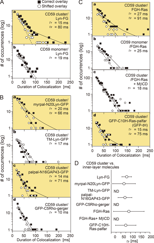 Lyn-FG, FGH-Ras, and other lipid-anchored raftophilic molecules were recruited at CD59 clusters but not at non–cross-linked CD59. The distributions (histograms) of the colocalization durations for the “correct” and “shifted” overlays, shown in semilog plots. The histograms for shifted overlays were fitted by a single exponential function (dashed line), and those for the correct overlays were fitted by the sum of two exponential functions (solid line), with the shorter time constant set to τ1 obtained from the histogram of the shifted overlay. The boxes highlighted in orange contain histograms that could be better fitted with the sum of two exponential decay functions rather than a single exponential function. The values of τ1 and τ2 are indicated in each box. See Table S1 for statistical parameters. (A) Lyn-FG was recruited at CD59 clusters but not at non–cross-linked CD59 (a, b). (B) Recruitment of Lyn-related molecules and other lipid-anchored cytoplasmic model proteins at CD59 clusters: myrpal-N20LynGFP (a) and palpal-N16GAP43-GFP (c) were recruited, but TM-Lyn-GFP (b) and GFP-C5Rho-gerger (d) were not. (C) FGH-Ras was recruited at CD59 clusters but not at non–cross-linked CD59 (a, b), and FGH-Ras recruitment at CD59 clusters depended on the PM cholesterol (c). Meanwhile, GFP-tH was recruited at CD59 clusters. (D) Summary of the bound lifetimes (τ2) of Lyn-FG, FGH-Ras, and other cytoplasmic lipid-anchored signaling molecules at CD59 clusters. The differences in τ2 values are nonsignificant. ND, not detected. The MβCD treatments (4 mM at 37°C for 30 min; see part C, c) have been controversial. However, the involvement of raft domains was examined in a variety of methods in the present research, including the use of various lipid-anchoring chains and the TM domain of a prototypical nonraft molecule, LDLR, and a prototypical nonraft phospholipid DOPE. In the past, we employed the MβCD treatments together with other control experiments (using TM artificial mutants of GPI-ARs, saponin treatment, cholesterol repletion after the MβCD treatment) and found that the MβCD treatment with 4 mM MβCD at 37°C for 30 min reproducibly gave the results consistent with the results obtained by using other methods of testing the raft involvement.