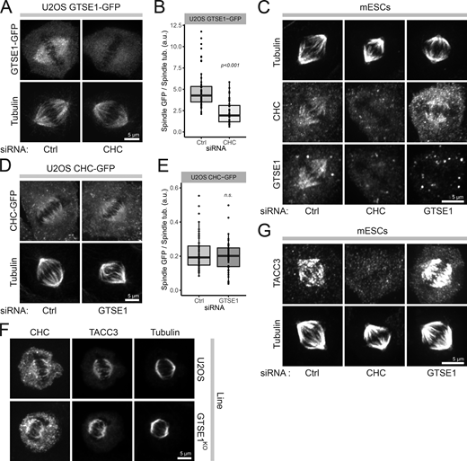 Clathrin recruits GTSE1 to the spindle. (A) Immunofluorescence images of U2OS cells stably expressing an RNAi-resistant GTSE1-GFP BAC transgene, stained with antibodies against GFP and α-tubulin. Cells were transfected with control (Ctrl) or CHC siRNA (66 h). All cells were concurrently transfected with GTSE1 siRNA to deplete endogenous GTSE1. (B) Quantification of the spindle recruitment of GTSE1-GFP in cells from A (n = 3 experiments, n ≥ 34 half-spindles from 17 cells per condition and experiment, one experiment presented as a box and whisker plot). (C) Immunofluorescence images of mESCs stained with antibodies against α-tubulin, CHC, and GTSE1, after indicated RNAi. (D) Immunofluorescence images of clonal U2OS cells stably expressing a CHC-GFP BAC transgene after indicated RNAi. Cells were stained for α-tubulin; the GFP signal is from the fluorescing protein. (E) Quantification of CHC-GFP on the spindle of cells from G (n = 3 experiments, n ≥ 44 half-spindles from 22 cells per condition and experiment, one experiment presented as a box and whisker plot). n.s., not significant. (F) Immunofluorescence images of U2OS and GTSE1KO cells stained with antibodies against CHC, TACC3, and α-tubulin. (G) Immunofluorescence images of mESCs stained with antibodies against TACC3 and α-tubulin after indicated siRNA. Scale bars: 5 µm. P values from Wilcoxon test. Numeric data is shown in Table S1.