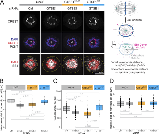 The CHC–GTSE1 interaction is required for stabilization of nonkinetochore MTs. (A) Immunofluorescence images showing STLC-induced monopolar spindles in indicated cell lines and RNAi conditions. Dashed yellow lines indicate cell borders. (B and C) Mean growing MT length per cell (B) and comet number per cell (C) determined following 3D reconstruction from experiment shown in A. (D) PEF assay. Mean kinetochore (CREST) to monopole (PCNT) distance per cell following 3D reconstruction from A. For B–D, n ≥ 37 cells per condition over n = 3 experiments pooled for analysis and presented as box and whisker plots; P values from Wilcoxon test adjusted for multiple comparisons (false discovery rate). n.s., not significant. Numeric data is shown in Table S1.