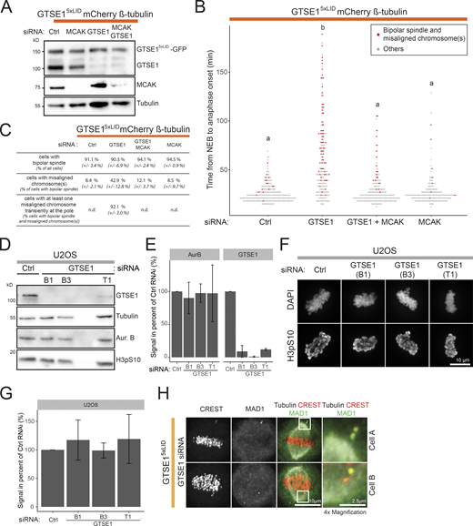 Analysis of chromosome congression in GTSE15xLID cells and quantification of Aurora B kinase abundance and activity after GTSE1 depletion. (A) Immunoblot on asynchronous cell lysates of GTSE15xLID cells expressing a mCherry-β-tubulin BAC transgene and transfected with control (Ctrl), GTSE1, MCAK, or GTSE1 + MCAK siRNA. Immunoblots are with anti-GTSE1, anti-α-tubulin, or anti-MCAK. (B) Time from NEB to anaphase onset in cells treated as in A. Cells showing a bipolar spindle and misaligned chromosomes are indicated in red (n ≥ 173 cells over n = 2 experiments pooled for analysis and representation). Letters on the plot indicate differences: conditions with the same letter are not statistically different (statistics from Wilcoxon test adjusted for false discovery rate, P < 0.05). (C) Table presenting the average percentage of cells showing the indicated phenotypes in cells from B (the average is presented ± SD). n.d., not determined. (D) Immunoblot on mitotic lysates of U2OS cells transfected with control, GTSE1(B1), GTSE1(B3), or GTSE1(T1) siRNA. Cells were synchronized in mitosis with Nocodazole. Phosphorylation of H3 Serine 10 (H3pS10) is used as a marker of Aurora B activity. Immunoblots are with anti-GTSE1, anti-Aurora B, anti-H3pS10, or anti-α-tubulin antibodies. (E) Quantification of GTSE1 and Aurora kinase B levels in immunoblots of U2OS cells transfected with control or GTSE1 siRNA. Levels were first normalized to α-tubulin level and then to control siRNA. Cells were synchronized in mitosis with Nocodazole. The mean ± SD is presented, n = 2. (F) Immunofluorescence images of metaphase-like U2OS cells transfected with control, GTSE1(B1), GTSE1(B3), or GTSE1(T1) siRNA. DNA and H3pS10 staining are shown. Scale bar: 10 µm. (G) Quantification of the H3pS10 total fluorescence intensity in cells from F. The total H3pS10 fluorescence intensity per cell was measured from 3D reconstructions and corrected for background. Within each experiment, the average total H3pS10 fluorescence intensity per condition was calculated and normalized to the corresponding control siRNA. The mean of these normalized values (± SD) is presented (n ≥ 37 cells per condition over n = 2 experiments). (H) Immunofluorescence images of GTSE15xLID cells transfected with GTSE1 siRNA to deplete the endogenous GTSE1 and showing a misaligned chromosome outside (upper lane) or within the spindle (lower lane). Tubulin, CREST, and MAD1 staining are shown. 4× magnification of the misaligned chromosomes. Positions of the magnified area are indicated. Numeric data is shown in Table S1.