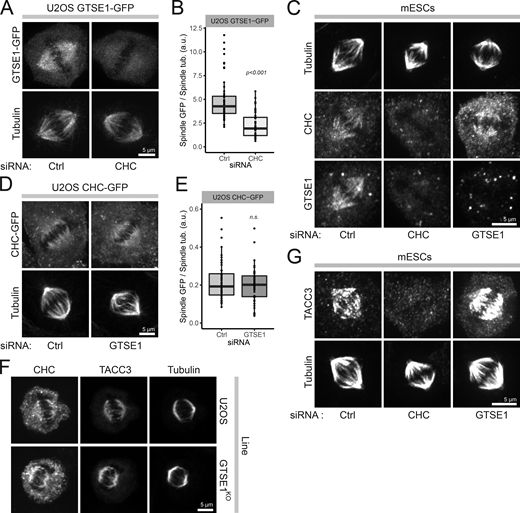 Clathrin recruits GTSE1 to the spindle. (A) Immunofluorescence images of U2OS cells stably expressing an RNAi-resistant GTSE1-GFP BAC transgene, stained with antibodies against GFP and α-tubulin. Cells were transfected with control (Ctrl) or CHC siRNA (66 h). All cells were concurrently transfected with GTSE1 siRNA to deplete endogenous GTSE1. (B) Quantification of the spindle recruitment of GTSE1-GFP in cells from A (n = 3 experiments, n ≥ 34 half-spindles from 17 cells per condition and experiment, one experiment presented as a box and whisker plot). (C) Immunofluorescence images of mESCs stained with antibodies against α-tubulin, CHC, and GTSE1, after indicated RNAi. (D) Immunofluorescence images of clonal U2OS cells stably expressing a CHC-GFP BAC transgene after indicated RNAi. Cells were stained for α-tubulin; the GFP signal is from the fluorescing protein. (E) Quantification of CHC-GFP on the spindle of cells from G (n = 3 experiments, n ≥ 44 half-spindles from 22 cells per condition and experiment, one experiment presented as a box and whisker plot). n.s., not significant. (F) Immunofluorescence images of U2OS and GTSE1KO cells stained with antibodies against CHC, TACC3, and α-tubulin. (G) Immunofluorescence images of mESCs stained with antibodies against TACC3 and α-tubulin after indicated siRNA. Scale bars: 5 µm. P values from Wilcoxon test. Numeric data is shown in Table S1. Refer to the image caption for details.
