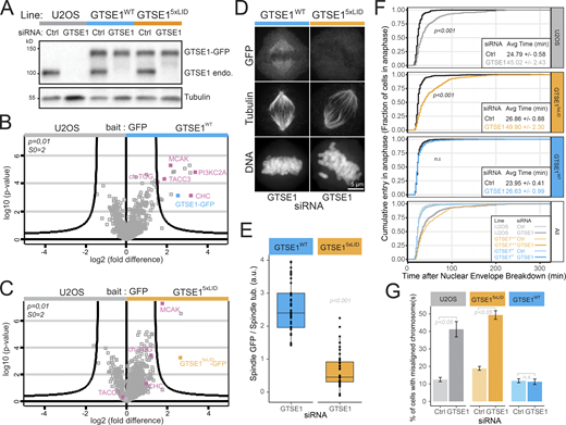 The CHC/TACC3 complex recruits GTSE1 to the spindle to promote chromosome congression. (A) Western blots of U2OS clonal lines expressing RNAi-resistant GTSE1-GFP (GTSE1WT) or GTSE15xLID-GFP (GTSE15xLID) from BAC transgenes. Cells were transfected with control (Ctrl) or GTSE1 siRNA, and lysates were probed for GTSE1 and α-tubulin. (B and C) Mass spectrometry analysis of GTSE1-interacting proteins following anti-GFP IP of mitotic lysates from GTSE1WT or GTSE15xLIDcells, compared with U2OS cells. Curved lines represent significance threshold. (D) Immunofluorescence images of GTSE1WT and GTSE15xLID cells transfected with GTSE1 siRNA. (E) Quantification of the GTSE1-GFP levels on spindles from of GTSE1WT and GTSE15xLID cells depleted for endogenous GTSE1 (n = 3 experiments, n ≥ 26 half spindles from 13 cells per condition and per experiment, one experiment presented as a box and whisker plot, P value from Wilcoxon test). (F) Fraction of cells that have entered anaphase as a function of the time (minutes) after NEB. GTSE15xLID cells have a delayed time of anaphase onset. The mean (± standard error) time between NEB and anaphase onset is indicated in the insets. U2OS, GTSE1WT, and GTSE15xLID cells were transfected with control or GTSE1 siRNA. (n > 223 cells per condition, n = 3 over four experiments; data were pooled for analysis and representation, P values from Wilcoxon test show differences to respective control siRNA). (G) Percentage of fixed metaphase-like cells showing chromosome misalignment. The mean percentage (± standard error) over n = 3 experiments is presented (P values from two-sided, unpaired t test, n ≥ 184 cells per condition). n.s., not significant. Scale bars: 5 µm. Numeric data is shown in Table S1.