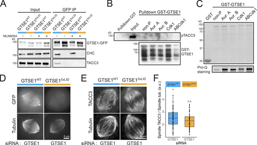 The CHC–GTSE1 interaction recruits GTSE1 to the CHC/TACC3 complex and the spindle but does not control TACC3 spindle localization. (A) Immunoblot on mitotic lysates of GTSE1WT and GTSE15xLID cells (Input) and IPs of the GFP transgene (GFP IP). MLN8054 was used to inhibit Aurora A. Immunoblots are with anti-GFP, anti-CHC, or anti-TACC3. (B) GST and GST-GTSE1 pulldowns of purified TACC3 phosphorylated by Aurora kinase A. GST-GTSE1 was left unphosphorylated or was phosphorylated by Aurora A (Aur. A), Aurora B (Aur. B), Cdk1, or Aurora A, Aurora B, and Cdk1 (ABCdk1). Phosphorylated TACC3 and GTSE1 were visualized by immunoblot against pTACC3(S558) and GTSE1, respectively. (C) SDS-PAGE stained with Coomassie blue of GST, unphosphorylated GST-GTSE1, and GST-GTSE1 phosphorylated by Aurora A (Aur. A), Aurora B (Aur.B), Cdk1, or Aurora A, Aurora B, and Cdk1 (ABCdk1). Presence of phosphorylated residues was confirmed by Pro-Q staining. (D) Still images from live-cell imaging on GTSE1WT and GTSE15xLID cells transfected with GTSE1 siRNA to deplete the endogenous GTSE1. Cells were treated with siRTubulin before imaging to visualize MTs. (E) Immunofluorescence images showing the localization of TACC3 to the spindle in GTSE1WT and GTSE15xLID cells transfected with the GTSE1 siRNA. TACC3 and α-tubulin staining are shown. (F) Quantification of TACC3 on the spindle of cells from E. Mean TACC3 fluorescence intensity on the spindle was corrected for background and normalized to α-tubulin (n ≥ 51 cells per condition over n = 3 experiments pooled for analysis and presented as a box and whisker plot; P value from ANOVA). n.s., not significant. All scale bars: 5 µm. Numeric data is shown in Table S1.