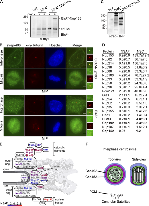 Proximity-labeling predicts physical interactions between Nup188 and PCM. (A) BirA* and BirA*-Nup188 are stably and inducibly expressed at similar levels. Western blots of whole cell extracts from BirA*- and BirA*-Nup188–expressing cell lines. Both BirA* and BirA*-Nup188 are under the control of a dox-inducible promoter and produced with a myc epitope to allow detection by Western blot. Note that endogenous c-myc is also detected in all lanes and serves as a total protein load reference. Numbers at left are positions of molecular weight standards (in kD); − and + denote absence or presence of dox, respectively. (B) Centrosomes and the nuclear envelope are specifically biotinylated in cell lines expressing BirA*-Nup188. Maximum-intensity projections (MIPs) of a Z-series of fluorescence micrographs of BirA*-Nup188 (top panels) and BirA* alone (bottom panels) expressing cells. DNA is stained with Hoechst (blue) to help identify metaphase cells and visualize the nucleus. Biotinylated proteins are labeled with streptavidin (strep) coupled to Alexa Fluor 488 (green). Centrosomes are labeled with α-γ-Tubulin (red). Scale bar is 5 µm. Boxed regions of centrosomes in green, red, and merge are magnified at right. Scale bar is 0.5 µm. (C) Total protein from HeLa cells (WT) and those producing BirA* and BirA*-Nup188 were separated by SDS-PAGE; biotinylated proteins detected by strep coupled to HRP. Numbers at left are positions of molecular weight standards (in kD). (D) Table of biotinylated proteins identified in BirA*-Nup188–expressing cells with NSAF and normalized spectral count (NSC) values (mean ± SD) from three independent replicates. See Table S1 for all proteins identified. (E) Schematic of the relative location of nups within a diagram of the NPC superimposed on a cryo-EM map of the NPC structure (von Appen et al., 2015). Biotinylated nups are color coded based on the heat map scale of NSAF values indicated at bottom. INM and ONM are inner and outer nuclear membrane, respectively. (F) Approximate scale diagram of centrosome showing position of Cep192 and also PCM1 as a component of centriolar satellites.