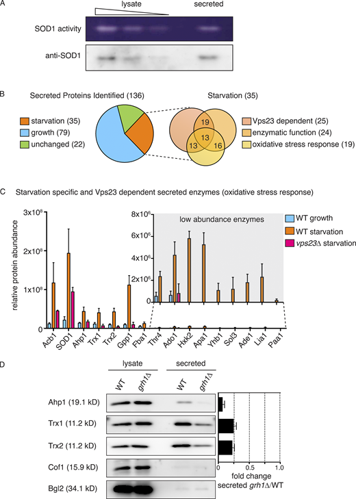 Starvation triggers secretion of cytoplasmic antioxidant enzymes. (A) Wild-type cells were grown to mid-logarithmic phase, washed twice, and cultured in 2% potassium acetate for 2.5 h. Cell wall proteins (secreted) were extracted and concentrated 139× with exchange to TBS. Separately, a smaller aliquot of the same cells was lysed in nondenaturing conditions in TBS (lysate). Lysate and secreted proteins were separated in nondenaturing 12% polyacrylamide gels and either transferred to a nitrocellulose membrane for Western blot analysis (anti-SOD1) or subjected to the zymography-based in-gel SOD activity assay (SOD1 activity). Samples of lysate fractions were loaded in decreasing amounts at a dilution of 1/10 to compare with the concentrated secreted fraction. The final relative loading is 80× more in the secreted fraction. (B) Mass spectrometry analysis of cell wall–extracted proteins (secreted proteins) from wild-type cells growing in nutrient-rich conditions (“growth”) versus cells cultured in potassium acetate for 2.5 h (“starvation”). Cell wall proteins from cells lacking Vps23 were also analyzed under starvation conditions. All three conditions were analyzed in triplicate, and statistical analyses were performed to classify the secreted proteins as growth versus starvation specific or unchanged (using a cutoff of a Log2FoldChange of at least ±1 and a P value of <0.06). Within the starvation-specific group, proteins were further classified as dependent on Vps23 or not for their presence in the cell wall, whether they perform an enzymatic activity, and whether they are annotated to affect response to oxidative stress according to the Saccharomyces Genome Database. Complete analyses of proteins identified and the classifications can be found in Table S1. (C) Chart plotting relative protein abundance of the starvation-specific/Vps23-dependent enzymes classified as affecting response to oxidative stress. SOD1, Ahp1, Trx1, and Trx2 directly regulate cellular redox balance, while the remaining are key enzymes in various cellular processes known to affect response to oxidative stress, such as glycolysis, gluconeogenesis, amino acid or nucleotide biosynthesis, and glycerol metabolism (Acb1 is included only as a reference). The average protein areas from the mass spectrometry analysis (Table S1) of the three triplicates for each protein was calculated, with the corresponding SEM (error bars), for each condition. A zoom of the low abundance enzymes is shown in the inset (note the scale difference). Complete descriptions of the enzymes can be found in Table 1. (D) Wild-type and grh1Δ cells were grown to mid-logarithmic phase, washed twice, and incubated in 2% potassium acetate for 2.5 h. Cell wall proteins were extracted from equal numbers of cells followed by precipitation with TCA (secreted). Lysates and secreted proteins were analyzed by Western blot, and the ratio of the secreted–lysate for the indicated cargo protein was determined and compared with that of wild type in each experiment. Statistical analyses were performed for the indicated unconventional cargo proteins and are represented as fold changes in grh1Δ cells compared with wild type (paired Student’s t test). Ahp1 = 0.07 ± 0.03, P = 0.0604; Trx1 = 0.25 ± 0.04, P = 0.0478; Trx2 = 0.23 ± 0.03, P = 0.0065. Error bars indicate SEM, n = 3. Cof1 is a nonsecreted, cytoplasmic protein used to monitor for cell lysis, while Bgl2 is a conventionally secreted cell wall protein. The loading of the secreted fraction is equivalent to 145× that of the lysate. Based on this, the amount of secreted compared with the total pool was calculated to be 0.3% for Ahp1, 0.6% for Trx1, and 0.8% for Trx2. Refer to the image caption for details.