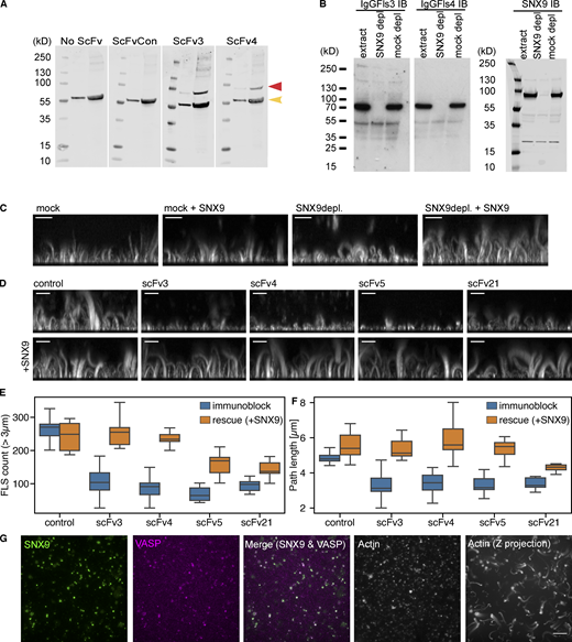 Identification of SNX9 as the antigen to antibodies giving a shorter FLS phenotype.(A) ScFv3 and 4 both detect a specific band not detected in either control sample (red arrow) by Western blotting (left = 25 µg, right = 100 µg). The band at ∼60 kD in all four blots (yellow arrow) is nonspecific reactivity of the secondary or tertiary antibodies with extracts. (B) Western blots of control and SNX9 or mock-depleted extracts with IgGFls3, IgGFls4, or rabbit-anti SNX9. The ∼70 kD band is lost on SNX9 depletion. (C) Side maximum intensity projections of 1 µm confocal z-stacks of either mock or SNX9-depleted extracts. Immunodepletion with anti-SNX9 antibodies reduces FLS length and is rescued by 20 nM purified SNX9. (D–F) Immunoblock (IB) by specific scFvs and rescue by 20 nM purified SNX9. (D) Side maximum intensity projections of 1 µm confocal z-stacks of FLS grown using extracts immunoblocked with control or specific scFVs. Reductions in FLS length and number can be rescued by addition of purified SNX9. (E and F) Quantification shows the median, quartiles, and range, n = 9–12 imaging regions per condition from two independent experiments. Statistics are in Table S1. (G) TIRFM shows colocalization of SNX9 and VASP with actin and Z-maximal projection of a 1-µm confocal stack of actin in FLS. Scale bars, 10 µm. Refer to the image caption for details.