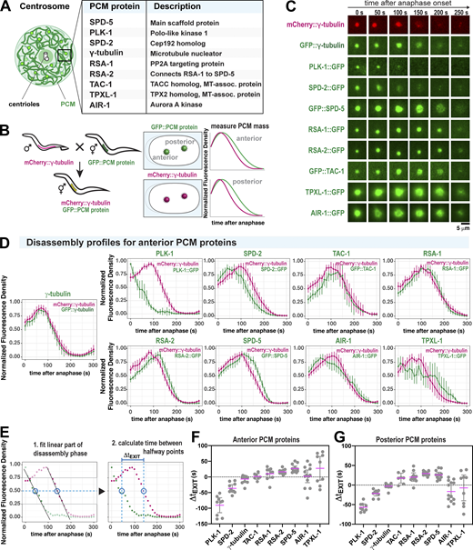 Discrete changes in PCM composition correlate with the PCM weakening transition in anaphase. (A) Diagram of C. elegans centrosome architecture and composition. (B) Worm lines were generated that express mCherry-labeled γ-tubulin (as a standard) and nine different GFP-labeled PCM proteins (left panels). Fluorescence intensity at the PCM was measured over time (right panels). (C) Example images from dual-color time-lapse recording of PCM disassembly in nine different embryo lines described in B. (D) Quantification of the experiments in B and C. For each strain, the plots represent the normalized integrated fluorescence density of PCM-localized mCherry-tagged γ-tubulin compared with the GFP-tagged protein from anaphase onward. Anaphase was indicated by spindle rocking. Shown are the analyses for anterior-localized centrosomes. Data were normalized to the maxima for each individual curve, then these curves were averaged (mean ± 95% CI). n = 13 (γ-tubulin), 9 (PLK-1), 10 (SPD-2), 12 (SPD-5), 14 (RSA-1), 12 (RSA-2), 7 (TAC-1), 10 (TPXL-1), and 13 (AIR-1). (E) The order of PCM protein departure was determined by calculating the time lag between halfway points of PCM protein departure per strain (ΔtEXIT). Halfway points were determined by fitting each curve during the window of linear departure. (F) Departure time lag (ΔtEXIT) of GFP-labeled PCM proteins relative to mCherry::γ-tubulin. A negative value indicates that the GFP-labeled protein departed before γ-tubulin. A positive value indicates that the GFP-labeled protein departed after γ-tubulin. Results for anterior centrosomes are shown (mean ± 95% CI). Sample number is the same as in D. Statistical analyses are shown in Table S3. (G) Departure time lag (ΔtEXIT) of posterior-localized PCM proteins relative to mCherry:: γ-tubulin. Sample number is the same as in D. Statistical analyses are shown in Table S4.