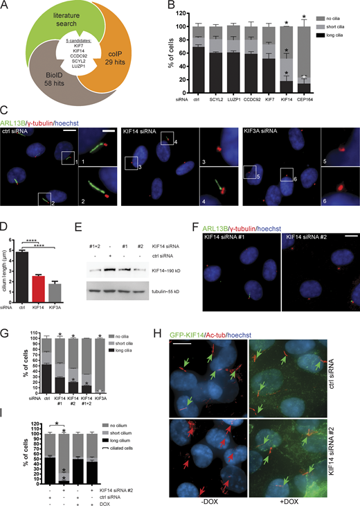 KIF14 knockdown causes ciliogenesis defects. (A) Graphical summary illustrating rational behind the selection of candidates. (B–H) hTERT RPE-1 cells were transfected with indicated siRNA and 24 h serum starved. (B) Quantification of ARL13B+ primary cilia formation. CEP164 siRNA was used as a positive control. For SCYL2 and CEP164 silencing, we used single siRNA oligos; for LUZP1, CCDC92, KIF7, and KIF14, we used a 50 nM mix of oligos 1 and 2 (Table S3). (C) Representative images of immunofluorescent staining of ARL13B (green), γ-tubulin (red), and DNA (blue); scale bar, 10 µm (crops 1 and 2 show examples of “long” primary cilia; crop 3 shows “no” cilium; and crop 4 shows a “short” primary cilium; scale bar, 2 µm). Silencing of KIF3A was used as a positive control. (D) Graph of cilia length (only cells with ciliary axoneme are included). (E–G) Test of KIF14 knockdown efficiency using different siRNA oligos. (E) Western blot analysis of protein expression in total hTERT RPE-1 cell lysates. (F) Representative images of IF staining of ARL13B (green), γ-tubulin (red), and DNA (blue); scale bar, 10 µm. (G) Quantification of ARL13B+ primary cilia formation after KIF14 knockdown using different siRNA oligos. KIF3A siRNA was used as a positive control. (H) IF staining of ciliogenesis defects rescue, caused by KIF14 siRNA #2–mediated depletion, by expression of GFP-KIF14si2res upon DOX induction (GFP-KIF14, green; Ac-tub, red; and DNA, blue); scale bar, 10 µm. Green arrows point to long primary cilia (>3.3 µm), and red arrows point to short primary cilia (<3.3 µm). (I) Quantification of ciliogenesis rescue. Note that ciliated cells here refer to a sum of short-cilium and long-cilium cells. Asterisks indicate statistical significance determined using an unpaired t test (D and I; ciliated cells = short + long) or the Holm–Sidak method (B, G, and I; categories).