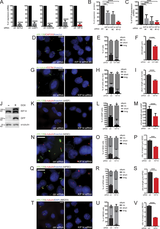 KIF14 knockdown causes ciliogenesis defects in different cell types. (A) Quantitative RT-PCR mRNA expression analysis for validation of siRNA knockdown efficiency (related to Fig. 1 B). For SCYL2 silencing, we used a single siRNA oligo; for LUZP1, CCDC92, KIF7, and KIF14, we used a 50 nM mix of oligos 1 and 2 (Table S3). (B and C) Test of KIF14 knockdown efficiency using different siRNA oligos in hTERT RPE-1 cells. (B) Quantification of Fig. 1 E. Western blot analysis of protein expression in total cell lysates using two different siRNA KIF14 oligos. (C) Quantitative RT-PCR expression analysis of KIF14 mRNA. (D–F) Test of the effect of KIF14 siRNA oligo #3 (Carleton et al., 2006; Table S3) on hTERT RPE-1 cells. (D) Representative image of IF staining of ARL13B (green), CAP350 (red), and DNA (blue); scale bar, 10 µm. (E and F) Graphs of primary cilia formation ability after KIF14 siRNA #3 knockdown (E) and the effect on ARL13B+ cilia length (F). (G–I) Validation of the effect of KIF14 knockdown on ciliogenesis in hTERT RPE-1 cells using Ac-tub as a ciliary marker. (G) Representative images of IF staining of Ac-tub (green), CETN1 (red),and DNA (blue); scale bar, 10 µm. Quantification of the experiment is shown as a percentage of ciliated cells (H) and by Ac-tub+ cilia length (I). (J) Validation of Flp-in T-REx RPE-1 cell line by Western blot analysis upon DOX induction expressing GFP-KIF14 mutant resistant to KIF14 siRNA 2 (GFP-KIF14siRNA2res; related to Fig. 1, H and I). (K–V) Examination of phenotypes after KIF14 depletion in nHDFs (K–M), hESCs (N–P), hiPSCs (Q–S), and IMCD3s (T–V). (K, N, Q, and T) Representative images of experiments detecting IF staining of ARL13B (green), γ-tubulin (red), DNA (blue); scale bars, 10 µm. Quantifications of experiments (by percentage of ciliated cells) are shown in L, O, R, and U, and graphs showing ARL13+ ciliary lengths are shown in M, P, S, and V. Asterisks indicate statistical significance using an unpaired t test. Refer to the image caption for details.