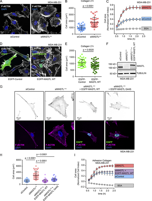 MASTL inhibits cell spreading and attachment through kinase-independent functions. (A) Representative images of F-actin (Phalloidin-Atto) and DAPI staining in control (siControl) or MASTL-silenced (siMASTL; 48-h silencing) MDA-MB-231 cells plated on collagen for 2 h. Images were acquired on a Zeiss LSM 880 Airyscan confocal. (B) Quantification of cell area based on F-actin staining of 45 cells (three independent experiments) from A. (C) Real-time monitoring of siControl or siMASTL cell area (normalized cell index) during cell spreading measured with the xCELLigence RTCA system. Single-cell suspensions were plated on collagen. BSA coating was used as a negative control. Shown are representative curves from an individual experiment. (D) Representative F-actin (Phalloidin-Atto) and DAPI staining in EGFP-control and EGFP-MASTL WT–overexpressing (24 h) MDA-MB-231 cells plated on collagen for 2 h. Images were acquired on a 3i CSU-W1 spinning disk confocal. (E) Quantification of cell area based on the F-actin staining of 45 cells (three independent experiments) from D. (F) Western blot analysis of MASTL levels in siControl, siMASTL, and siMASTL + EGFP-MASTL WT (24 h MASTL silencing + 24 h expression of siRNA-resistant EGFP-MASTL WT) MDA-MB-231 cells. Tubulin was used as a loading control. (G) Representative images of F-actin (Phalloidin-Atto) and DAPI staining in siControl, siMASTL, siMASTL + EGFP-MASTL WT, or siMASTL + EGFP-MASTL G44S MDA-MB-231 cells plated on collagen for 2 h (3i CSU-W1 spinning disk confocal). (H) Quantification of cell area based on the F-actin staining of 45 cells (three independent experiments) from G. (I) Representative cell spreading curves and cell area (normalized cell index; as in C) of siControl, siMASTL, or siMASTL + EGFP-MASTL WT MDA-MB-231 cells. Data in all graphs are from n = 3 biologically independent experiments (unpaired t test, mean ± SD). See also Fig. S1 and Table S1.