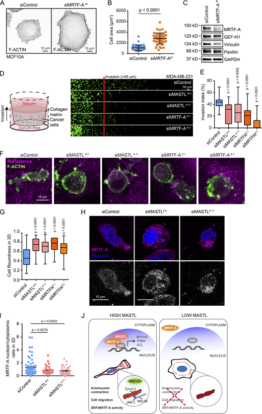 Silencing of MASTL inhibits cancer cell invasion and regulates cell morphology in 3D. (A) Representative images of F-actin (Phalloidin-Atto) staining in siControl and siMRTF-A–silenced (48 h) MCF10A cells plated on collagen for 2 h. Images were acquired on a 3i CSU-W1 spinning disk confocal. (B) Quantification of cell area based on the F-actin staining of 45 cells (three independent experiments, unpaired t test). (C) Western blot analysis of MRTF-A, GEF-H1, vinculin, paxillin, and GAPDH protein levels in siControl and siMRTF-A–silenced (48 h) MCF10A cells. (D–G) Inverted invasion assessment of siControl, siMASTL, and siMRTF-A MDA-MB-231 cells. Schematic illustration of the invasion assay used and representative images for each condition after 96 h invasion and staining with phalloidin-488; n = 3 biological replicates, with nine stacks/condition/replicate, mean ± SD, unpaired t test with Welch’s correction (D), along with quantification (E). Representative high-magnification images (F) and quantification (G) of invading MDA-MB-231 cells assessed for their roundness (n = 3 biological replicates, with at least seven cells/condition/replicate, mean ± SD, unpaired t test with Welch’s correction;). (H and I) Representative high-magnification images of MRTF-A staining and Hoechst (H) and MRTF-A nuclear/cytoplasmic ratio quantification (I) of invading MDA-MB-231 cells. (J) Schematic illustrating how MASTL regulates cell morphology, migration, and transcription of actin regulators by controlling the nuclear localization of MRTF-A and SRF activity. Data in all graphs are from n = 3 biologically independent experiments (mean ± SD). See also Table S1.
