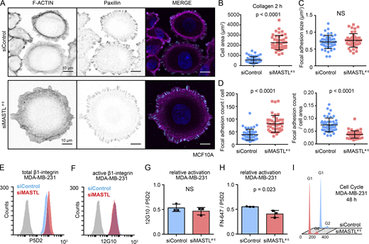 MASTL regulates cell spreading independently of focal adhesion size, integrin activity, or cell cycle. (A) Representative images of F-actin (Phalloidin-Atto), paxillin, and DAPI staining in siControl and siMASTL (48 h silencing) MCF10A cells plated on collagen for 2 h. Images were acquired on a 3i CSU-W1 spinning disk confocal. (B–D) Quantification of cell area based on F-actin staining, 45 cells/condition in total (B), focal adhesion size based on paxillin staining (C), and focal adhesion count based on paxillin relative to individual cells or total cell area (D), with 47 (siControl) or 44 (siMASTL) cells in total (three independent experiments) from A. (E and F) Representative flow cytometry histograms of total β1-integrin (P5D2; E) or active β1-integrin (12G10; F) in siControl and siMASTL MDA-MB-231 cells. (G) Quantification of active β1 integrin (12G10) levels relative to total β1 integrin (P5D2) from E and F. (H) Quantification of integrin binding to labeled fibronectin (FN-647) relative to total β1 integrin (P5D2) analyzed with flow cytometry. (I) Cell cycle profiles of siControl and siMASTL MDA-MB-231 cells. Data in all graphs are from n = 3 biologically independent experiments (unpaired t test, mean ± SD). See also Fig. S2 and Table S1.