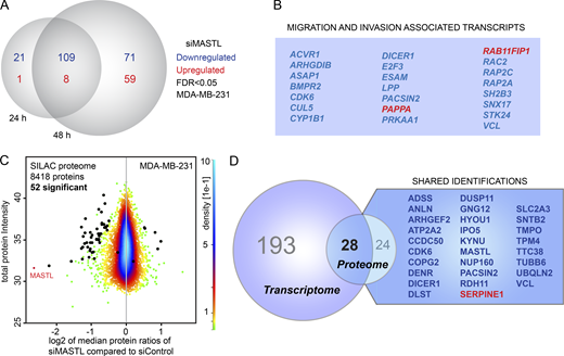 MASTL supports expression of cell movement– and actin cytoskeleton–related genes. (A) Venn diagram of differentially expressed transcripts (FDR < 0.05) measured with Illumina HT-12 at 24 h and 48 h after MASTL silencing in MDA-MB-231 cells. (B) Migration- and invasion-associated transcripts affected at RNA level after MASTL silencing according to Ingenuity Pathway Analysis. (C) A density scatterplot of SILAC proteome data displaying log2 of median protein ratios (siMASTL compared with siControl MDA-MB-231 cells) and total protein intensity. Each dot represents a protein. The color scale of the data point density is indicated on the right. Highlighted black circles represent significantly regulated proteins according to the significance B test. (D) List of differentially regulated hits identified in both the transcriptome and the total proteome datasets (shared identification). Blue, down-regulated hits; red, up-regulated hits. See also Fig. S3 and Table S2 and Table S3.