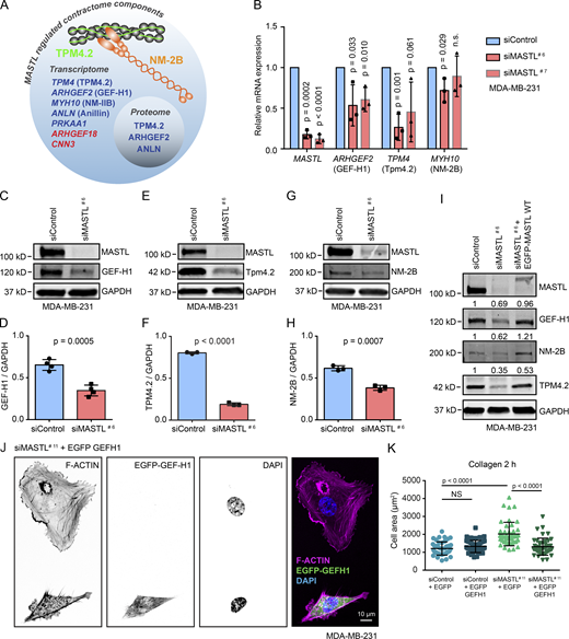 MASTL induces GEF-H1, Tpm4.2, and NM-2B levels. (A) Comparison of the transcriptome and proteome of MASTL-silenced MDA-MB-231 cells with known contractome-associated factors (Zaidel-Bar et al., 2015). (B) Quantification of relative mRNA levels of MASTL, ARHGEF2, TPM4 and MYH10 after MASTL silencing (48 h) in MDA-MB-231 cells based on real-time PCR analysis. (C-H) Western blot analysis and quantifications of GEF-H1, Tpm4.2, NM-2B, and MASTL protein levels in siControl and siMASTL MDA-MB-231 cells. Protein levels are normalized to GAPDH. (I) Western blot analysis of NM-2B, GEF-H1, and Tpm4.2 protein levels in siControl, siMASTL, or siMASTL + EGFP-MASTL (24 h MASTL silencing + 24 h expression of siRNA-resistant EGFP-MASTL) MDA-MB-231 cells. Mean protein levels quantified from three independent experiments relative to GAPDH are shown above indicated blots. (J) Representative F-actin (Phalloidin-Atto) and DAPI staining in siMASTL MDA-MB-231 cells transfected with EGFP-GEF-H1 for 24 h and plated on collagen for 2 h. Images were acquired on a 3i CSU-W1 spinning disk confocal. (K) Quantification of cell area based on the F-actin staining of 45 cells/condition in total (three independent experiments) from J. Data in all graphs are from three (B, F, and H) or four (D) biologically independent experiments (unpaired t test, mean ± SD). See also Table S1 and Fig. S4.
