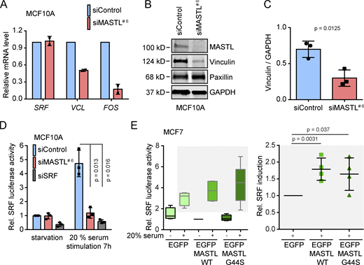 MASTL regulates SRF activity independent of its kinase activity. (A) Quantification of SRF, VCL, and FOS mRNA levels relative to TATA-box binding protein (TBP) in siMASTL (72 h silencing) MCF10A cells (n = 2 biologically independent experiments, mean ± SD). (B) Western blot analysis of vinculin, paxillin, and MASTL protein levels in siControl and siMASTL MCF10A cells after 48 h of silencing. GAPDH was used as a loading control. (C) Quantification of vinculin levels in B after MASTL silencing. Protein levels are normalized to GAPDH (n = 3 individual experiments). (D) Relative SRF luciferase activity in siControl, siMASTL and siSRF (SRF-silenced) MCF10A cells following 48 h of silencing under serum-starved conditions and after stimulation with 20% serum (n = 3 individual experiments). (E) Relative SRF luciferase activity. MCF7 cells expressed EGFP control, EGFP-MASTL WT, and EGFP-MASTL G44S together with the SRF reporter 3D.Aluc and RLTK Renilla luciferase transfection control under serum-starved conditions and after stimulation with 20% serum (n = 4 individual experiments). Unpaired t test and mean ± SD is used in all graphs. See also Table S1.