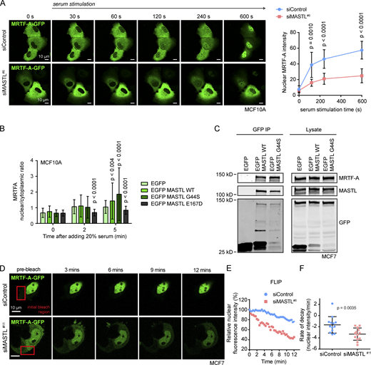 MASTL associates with MRTF-A and regulates nuclear retention of MRTF-A. (A) Live-cell imaging of siControl and siMASTL MCF10A cells stably expressing pIND20-MRTF-A-GFP. Cells were serum starved (24 h) before imaging and MRTF-A-GFP translocation was followed after adding 20% serum (LSM 800 confocal microscope; Zeiss). Analysis of MRTF-A nuclear intensity in siControl and siMASTL cells 0, 120, 240, and 600 s after serum stimulation based on live-cell imaging of 8–9 cells/condition is shown (n = 3 independent experiments). (B) Nuclear/cytoplasmic ratio of MRTF-A in EGFP control, EGFP-MASTL WT, EGFP-MASTL G44S, and EGFP MASTL E167D–overexpressing MCF7 cells fixed 0, 2, or 5 min after adding serum and stained for MRTF-A (n = 3 independent experiments). (C) Western blot of MRTF-A and MASTL in GFP immunoprecipitations and original lysate in EGFP control, EGFP-MASTL WT, and EGFP-MASTL G44S–overexpressing MCF7 cells (n = 3 independent experiments). (D-F) FLIP representative images (D) and analysis (E and F) of MRTF-A nuclear translocation through repeated bleaching of the cytoplasmic MRTF-A-GFP pool in siControl and siMASTL MCF7 cells after 10 min of serum stimulation. Representative fluorescence intensity curves from two individual cells (E) and quantification of rate of decay (F) are shown (n = 3 biological replicates, with 13 cells in total/condition). See also Table S1.