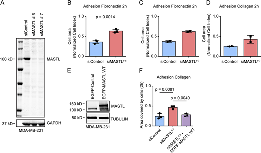 MASTL inhibits cell spreading and attachment (related to Figure 1). (A) Western blot analysis of MASTL and GAPDH after MASTL silencing (48 h) with siRNAs #6 and #7 in MDA-MB-231 cells. (B–D) Quantification of cell attachment (normalized cell index, impedance) at the 2-h time point measured with xCELLigence after plating of single MDA-MB-231 cells (siControl or siMASTL, 48 h) on fibronectin silenced with siMASTL#6 (n = 4 biologically independent experiments, mean ± SD, unpaired t test; B), fibronectin silenced with siMASTL#7 (n = 2 biologically independent experiments; C), or collagen silenced with siMASTL#7 (n = 2 biologically independent experiments; D). (E) Western blot analysis of MASTL and tubulin in MDA-MB-231 cells after 24-h overexpression of EGFP-control or EGFP-MASTL WT. (F) Quantification of cell attachment at the 2-h time point (from Fig. 1 I curves) of siControl (48 h), siMASTL (48 h), or EGFP-MASTL WT–reexpressing (24 h silencing + 24 h expression of siRNA-resistant MASTL) MDA-MB-231 cells on collagen. See also Table S1.